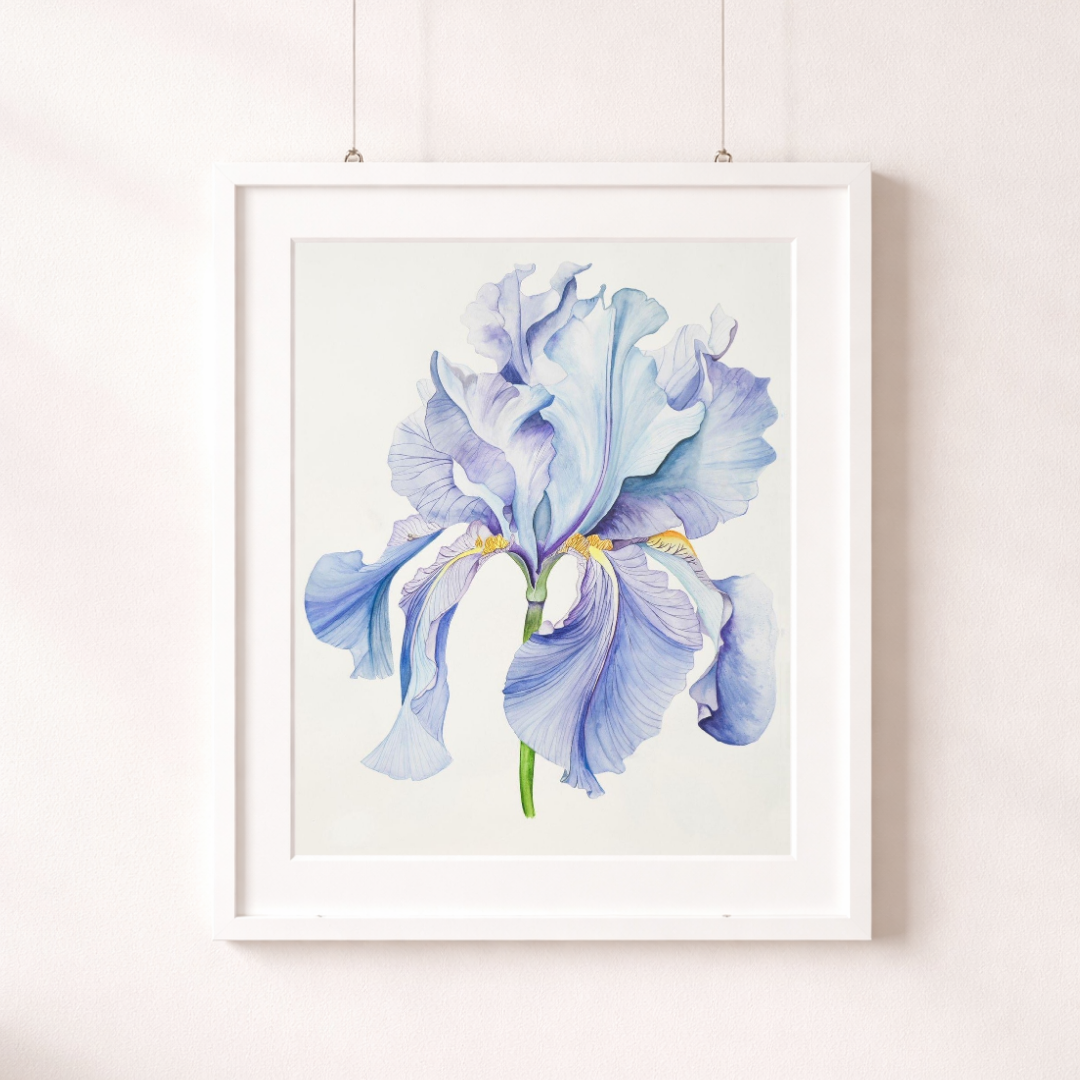 Iris, Blue Beauty