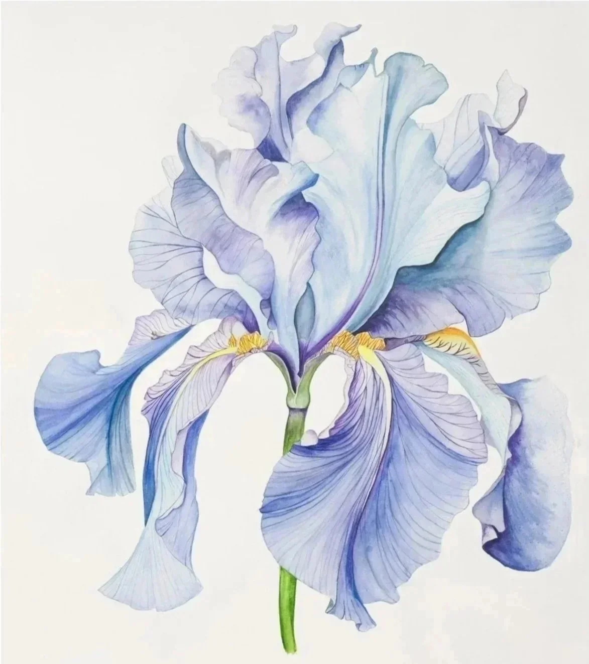 A watercolor painting of a light purple and lavender iris flower with green stem and yellow accents.