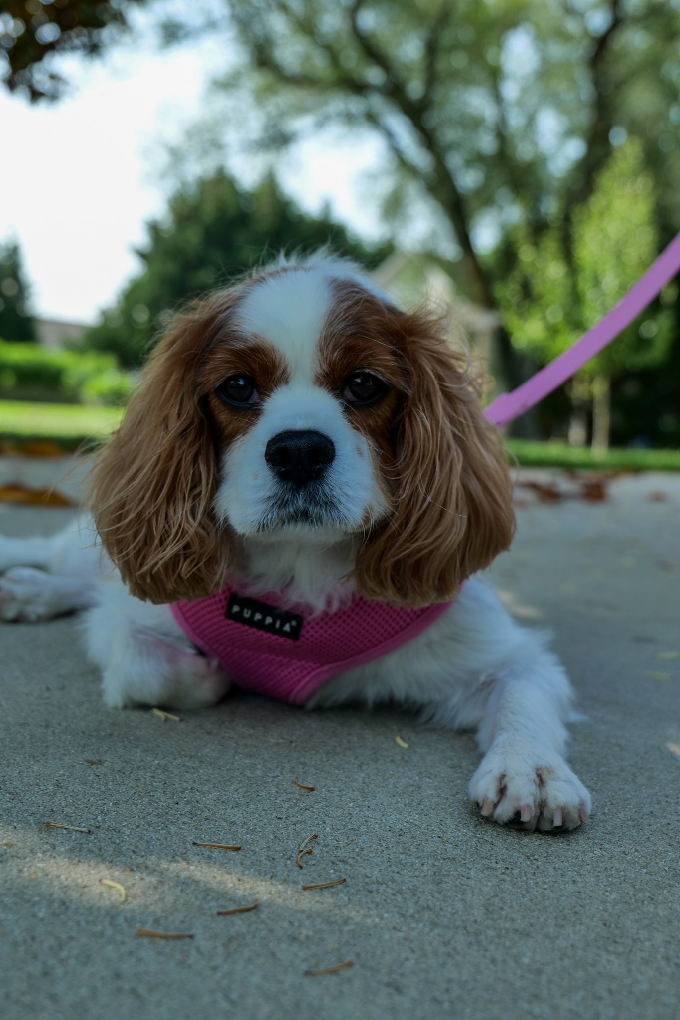 Homestead Bed & Breakfast-14.jpg