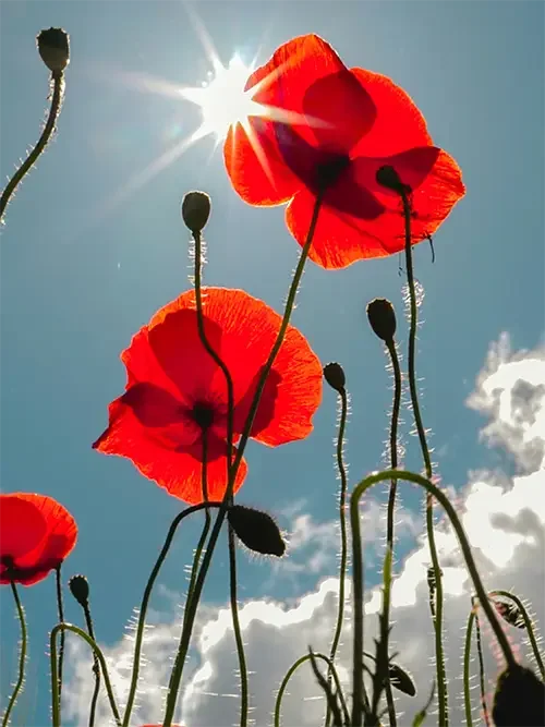 Close-up view of red poppy flowers with seed pods against a bright sky with the sun shining through.