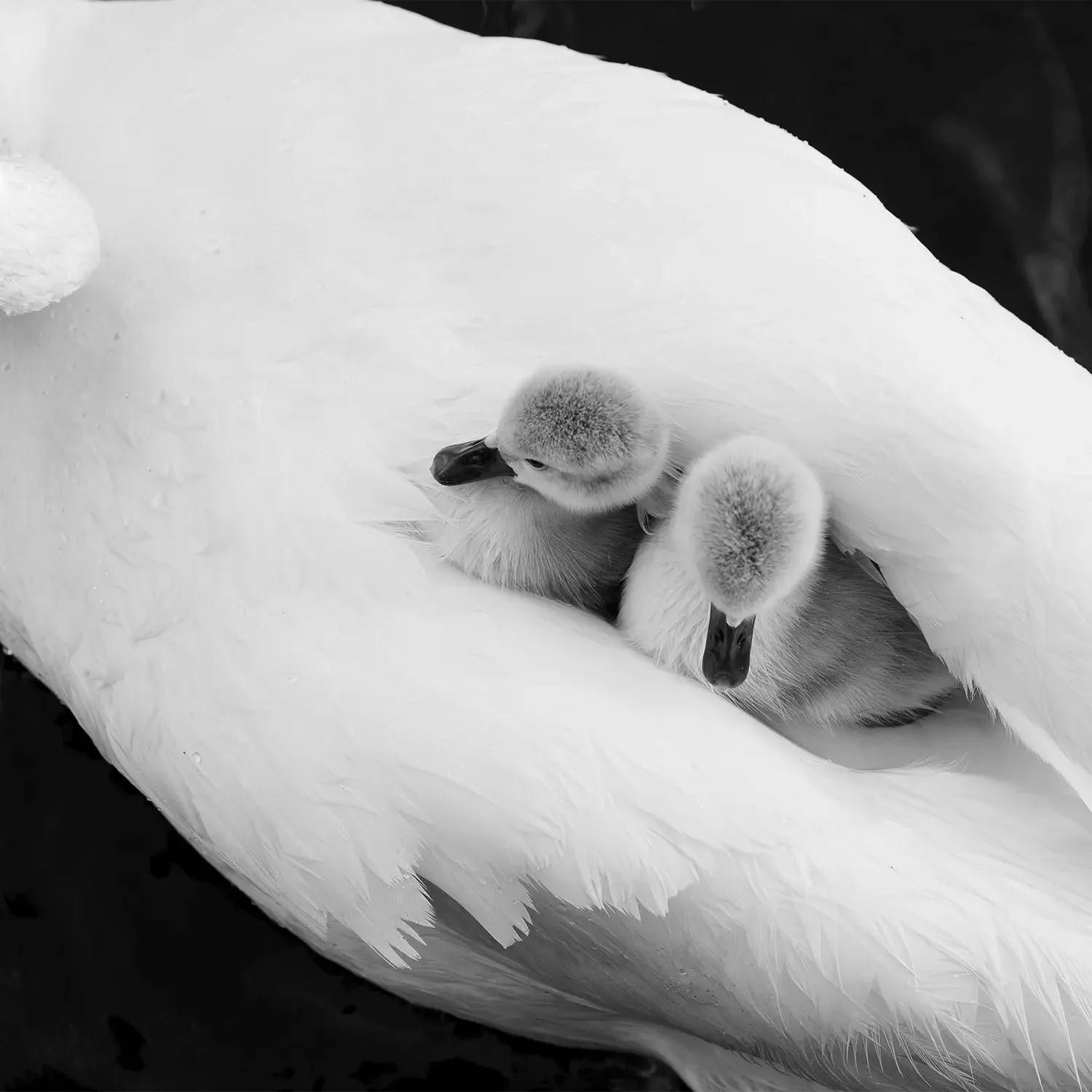 Black and white photo of two young swan cygnets nestled under the wings of a larger adult swan, indicating protection and parental care.