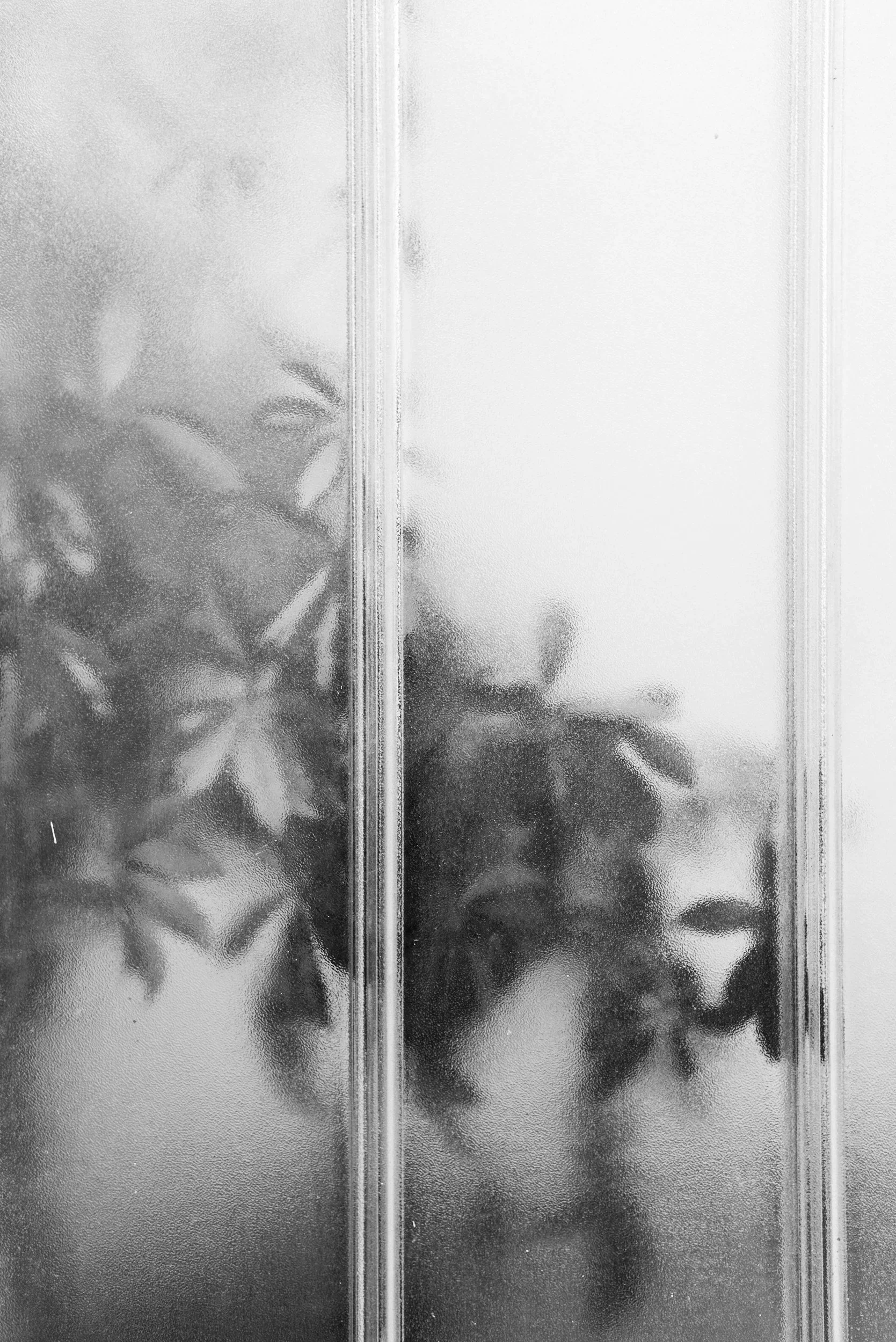 A blurred black and white image of plants seen through frosted glass.