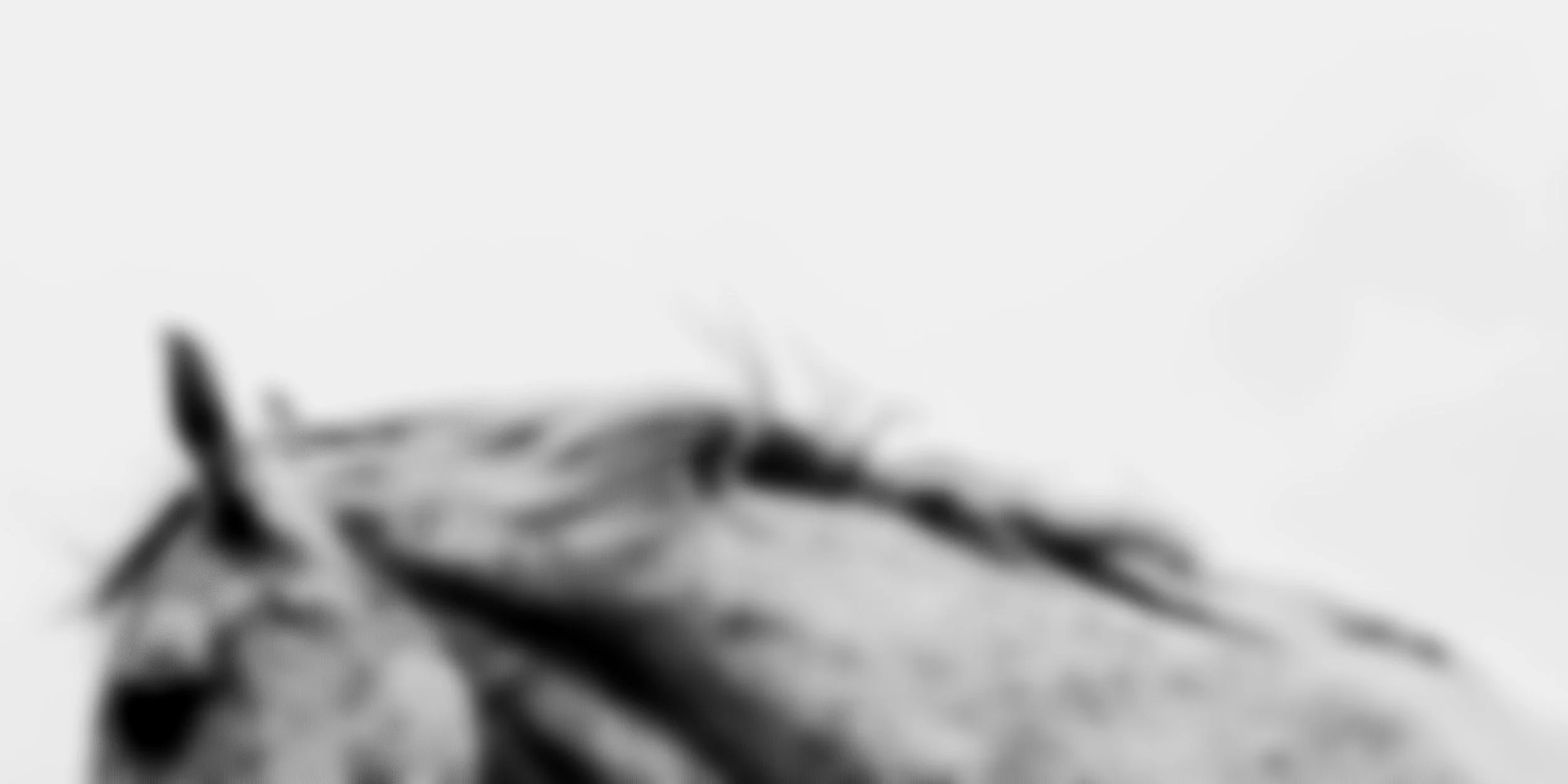 The Four Horsemen of Dark Design Patterns