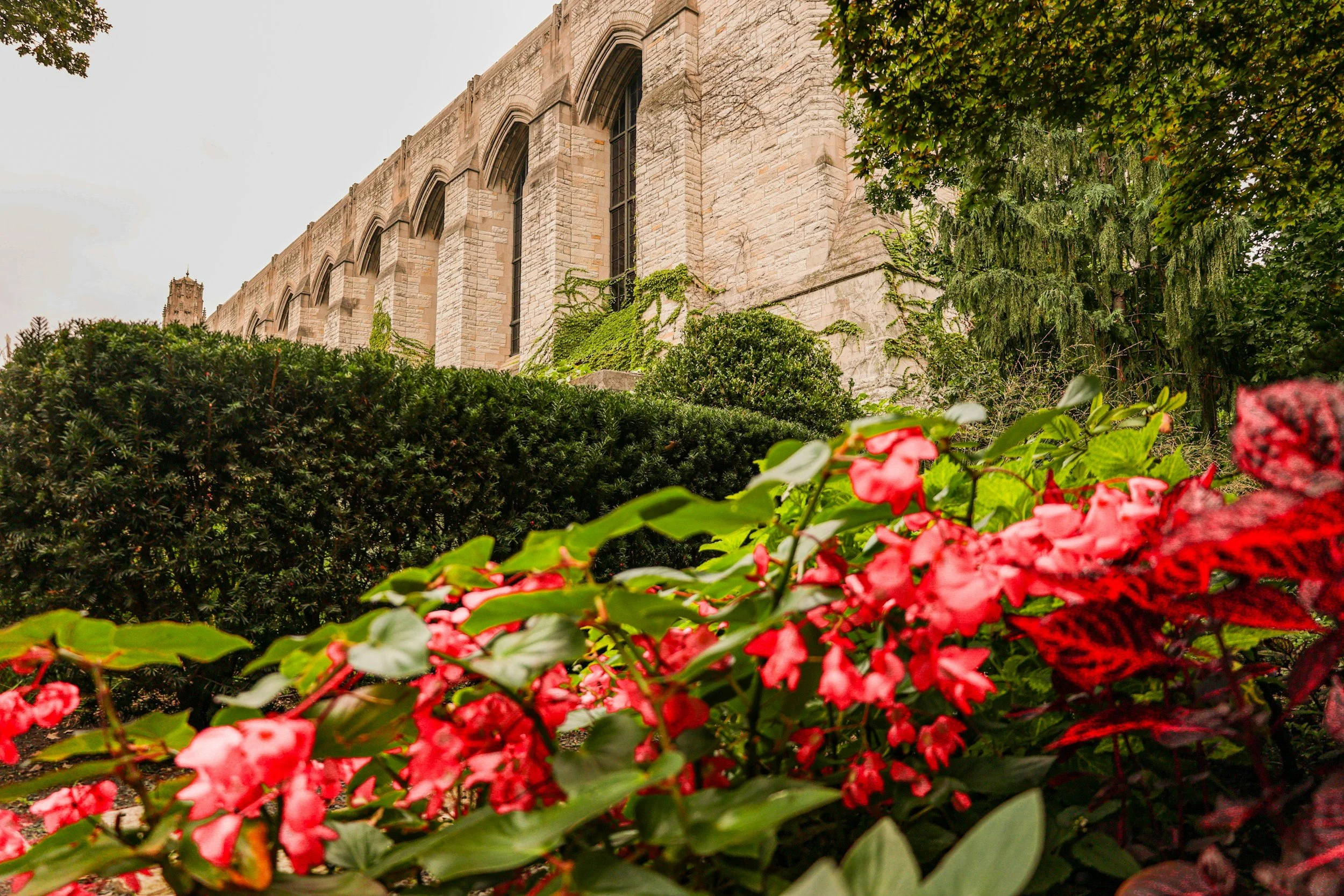 A stone building with arched windows, partially covered with green ivy, surrounded by lush bushes, trees, and vibrant pink and red flowers.