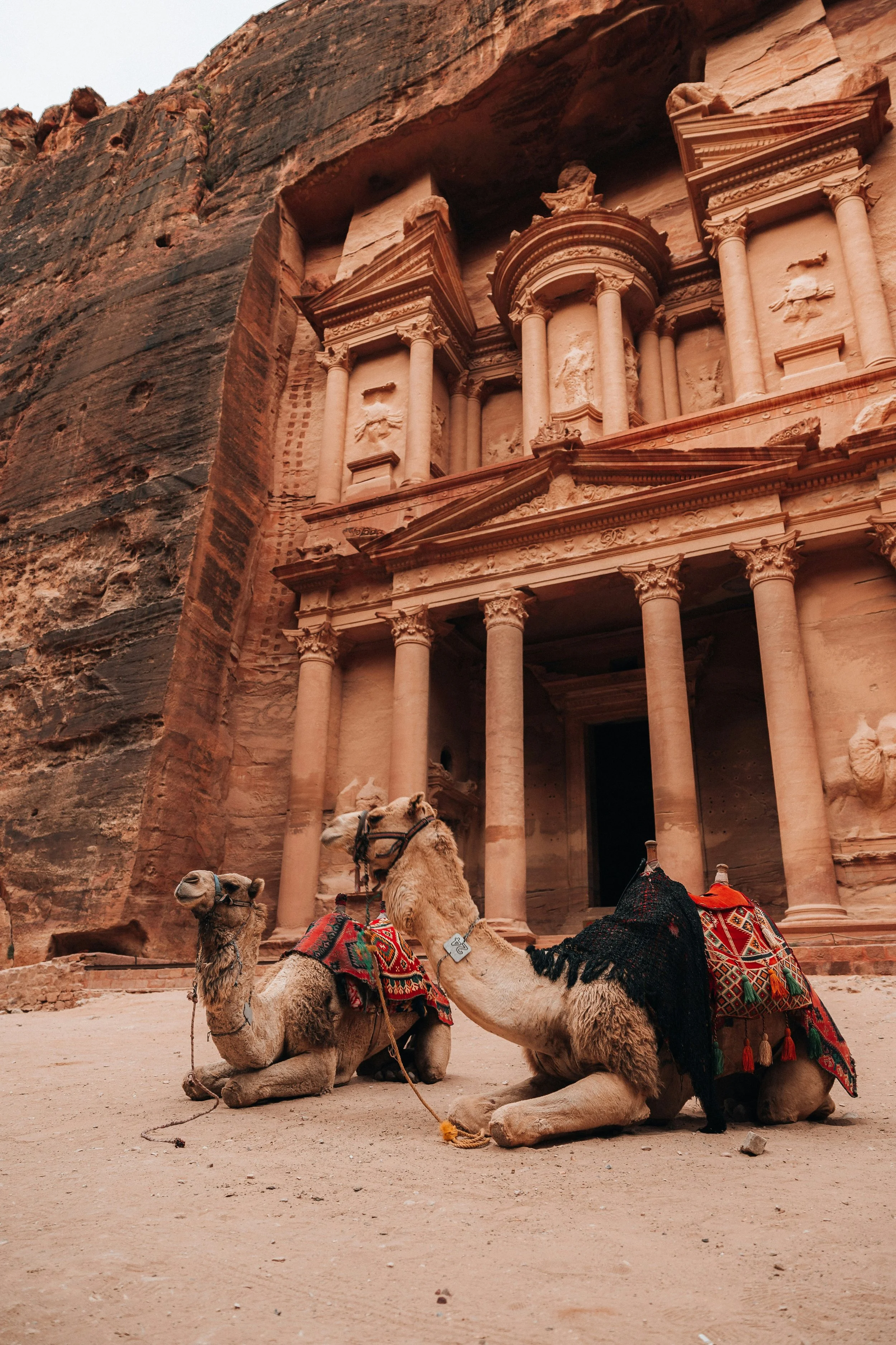 Two camels with decorative saddles sitting in front of the Al-Khazneh (The Treasury) in Petra, Jordan.