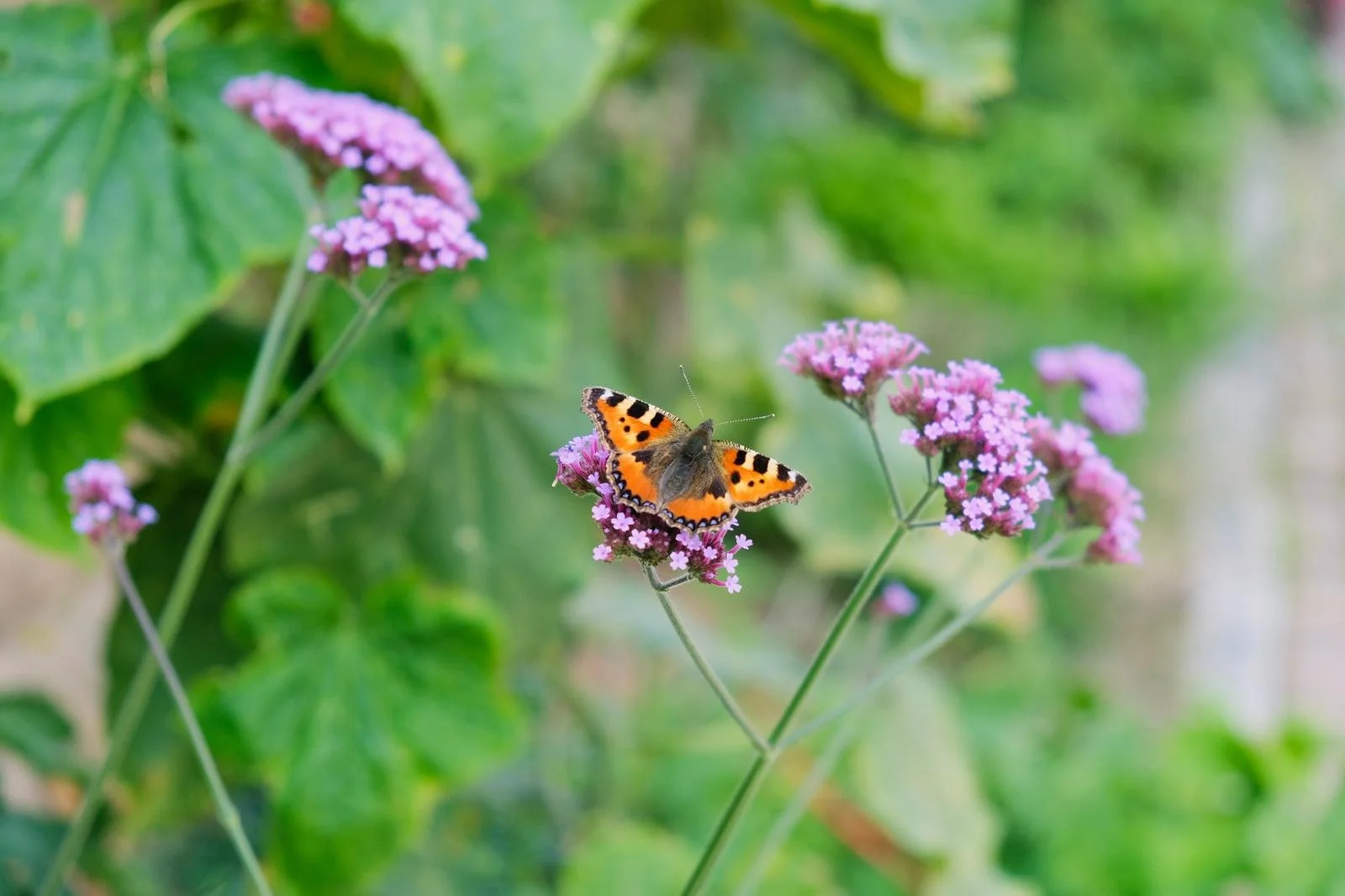 A butterfly with orange and black wings resting on pink flowers in a green garden.