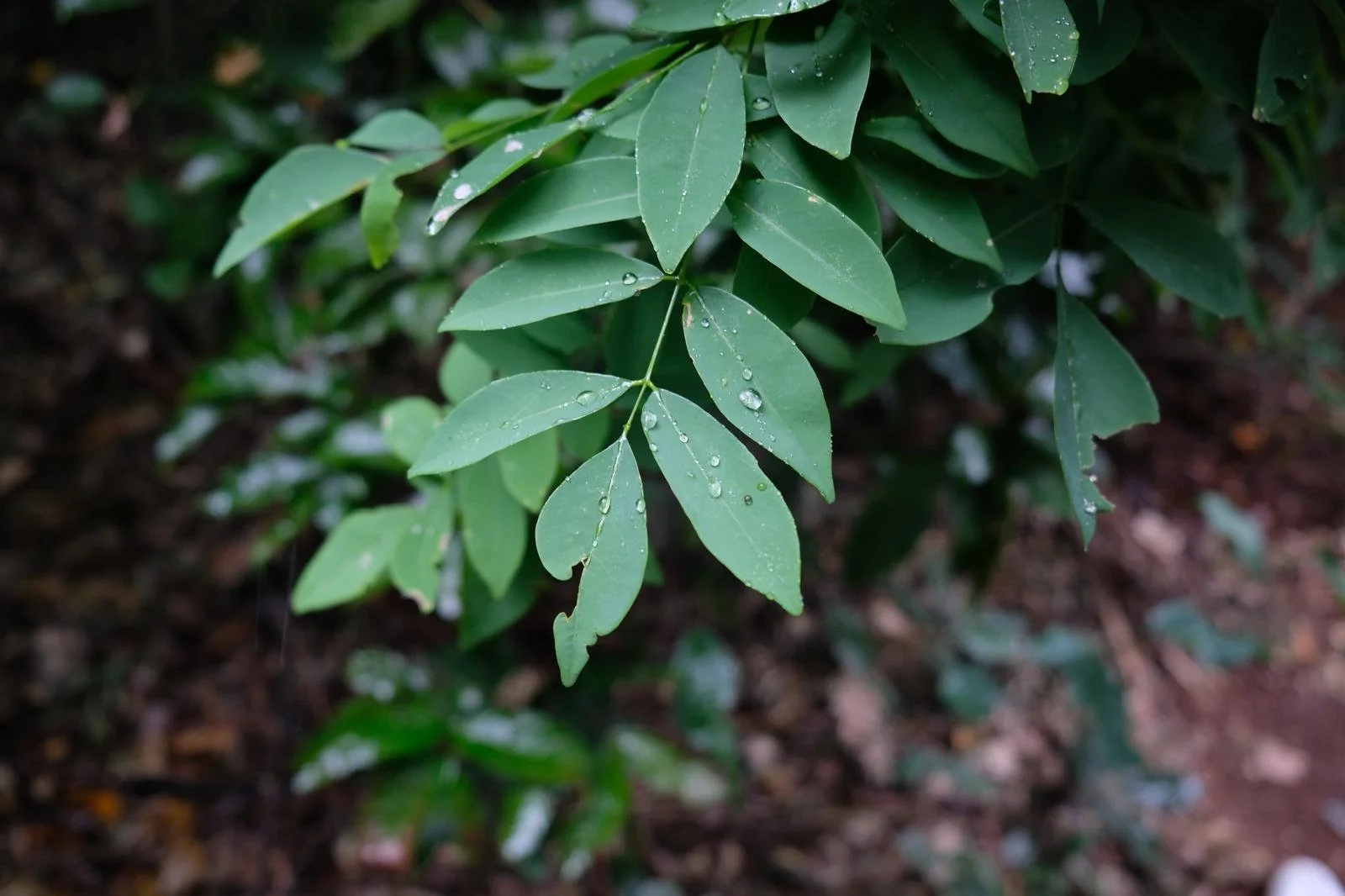 Close-up of green leaves with water droplets on them.