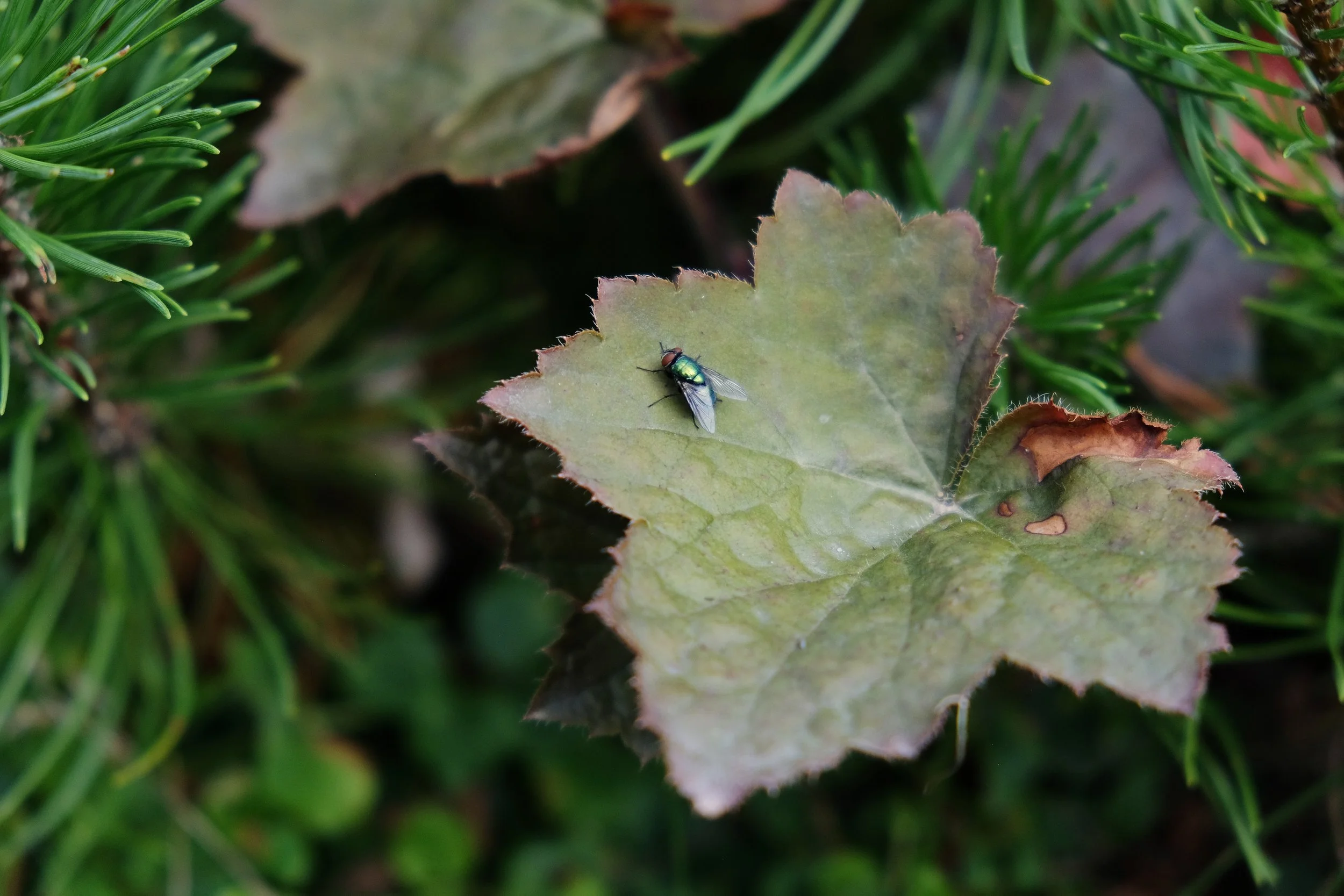 Close-up of a green fly perched on a large, slightly damaged green leaf surrounded by other foliage.