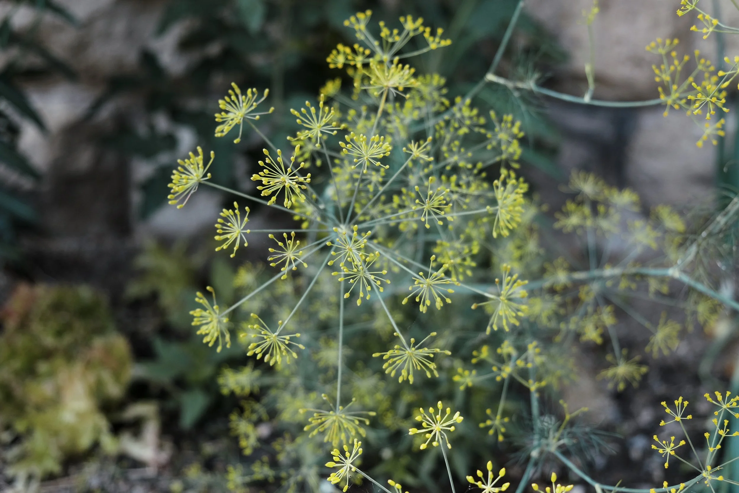 Close-up of yellow flowering plant with umbrella-shaped clusters of tiny yellow flowers on thin green stems.