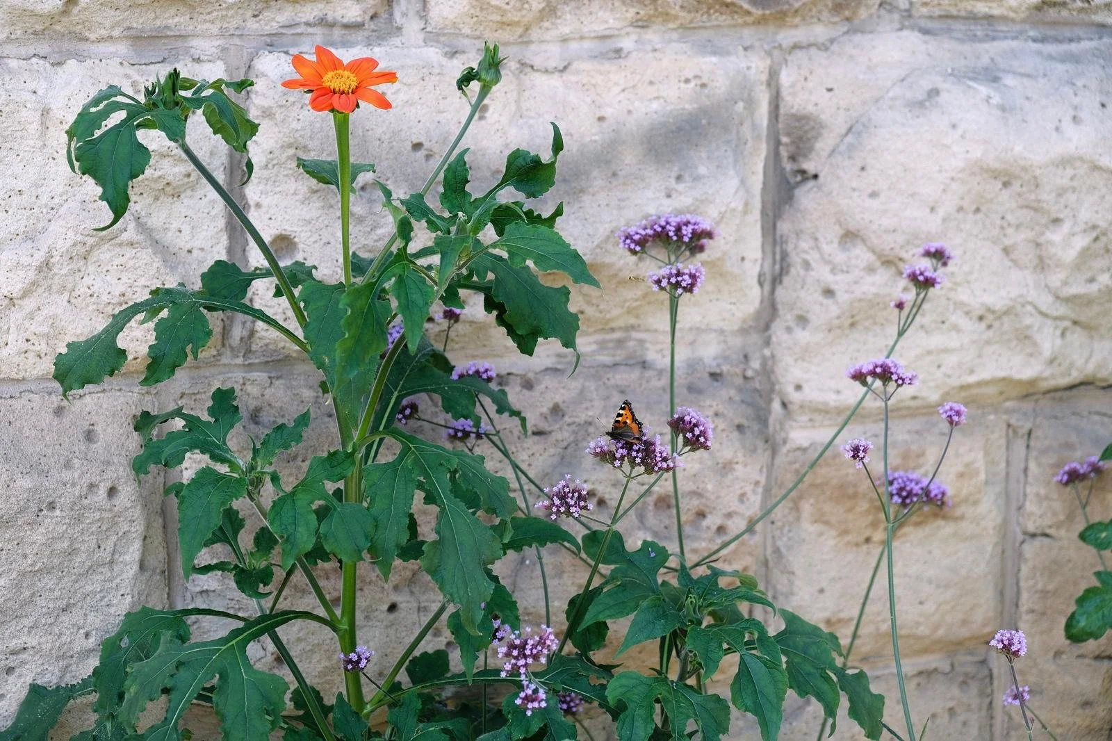 A garden scene with purple flowers and an orange flower against a beige brick wall, with a butterfly resting on one of the purple flowers.