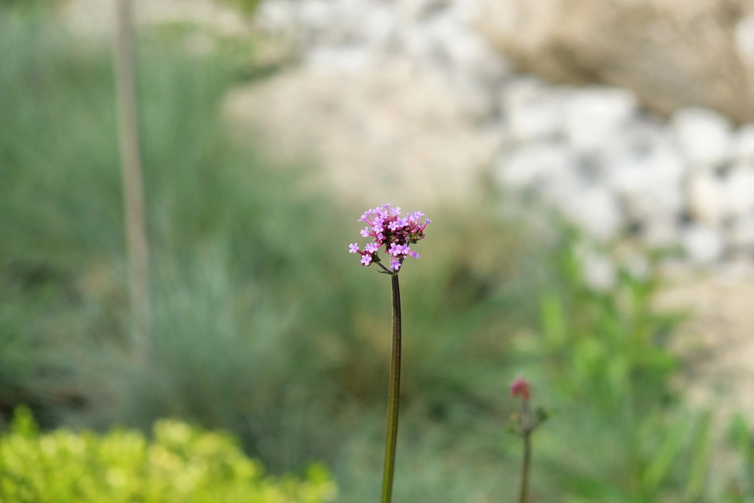 A small pink flower with tiny petals on a tall green stem, blurred background of greenery and rocks.