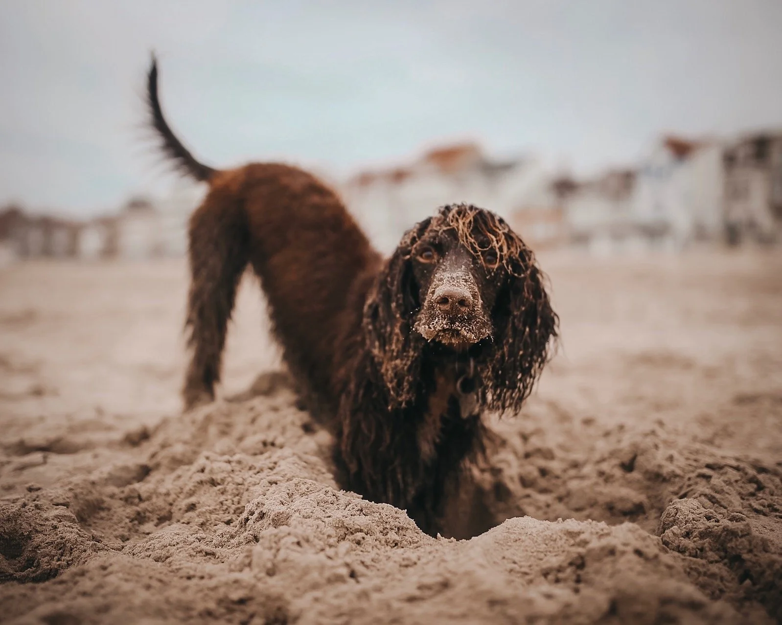 A wet brown dog with long, curly ears lying in the sand on a beach, with houses blurred in the background.