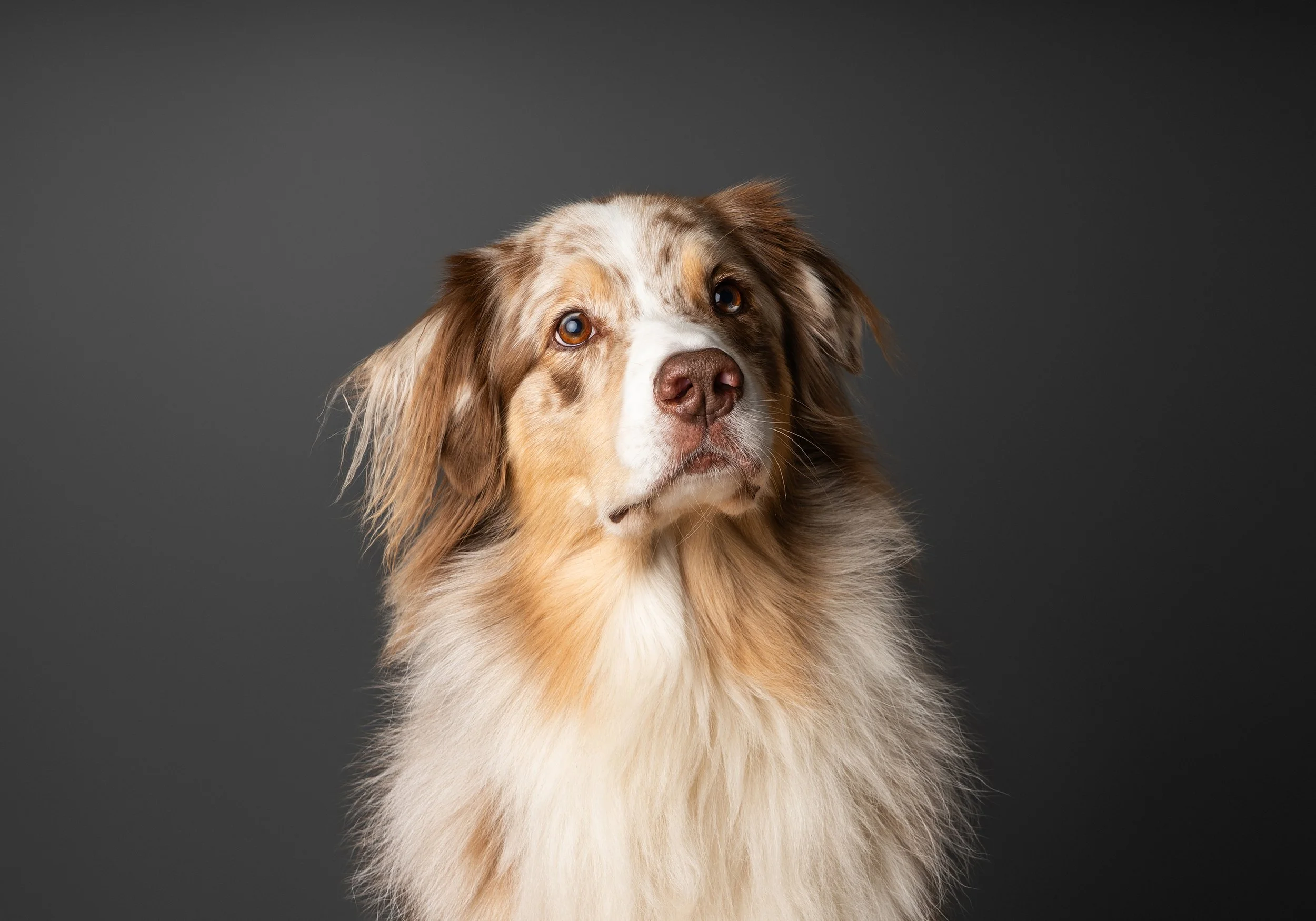 A portrait of an Australian Shepherd dog with a brown and white merle coat, looking slightly upwards against a dark gray background.