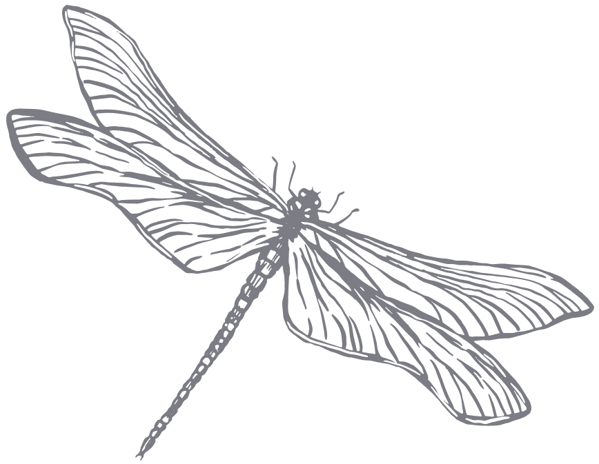 A detailed line drawing of a dragonfly with outstretched wings.