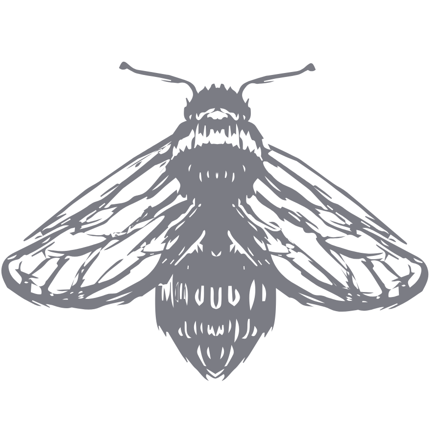 Gray silhouette of a bee with detailed wings on a black background.