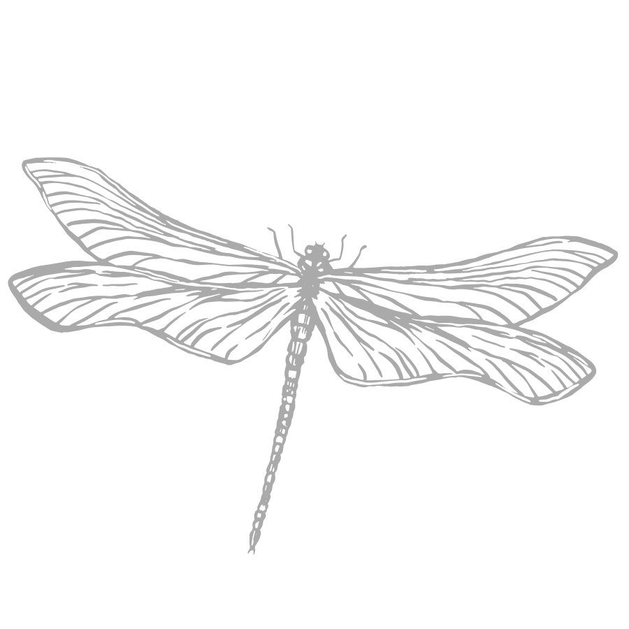 Line drawing of a dragonfly with detailed wings and body on a black background.