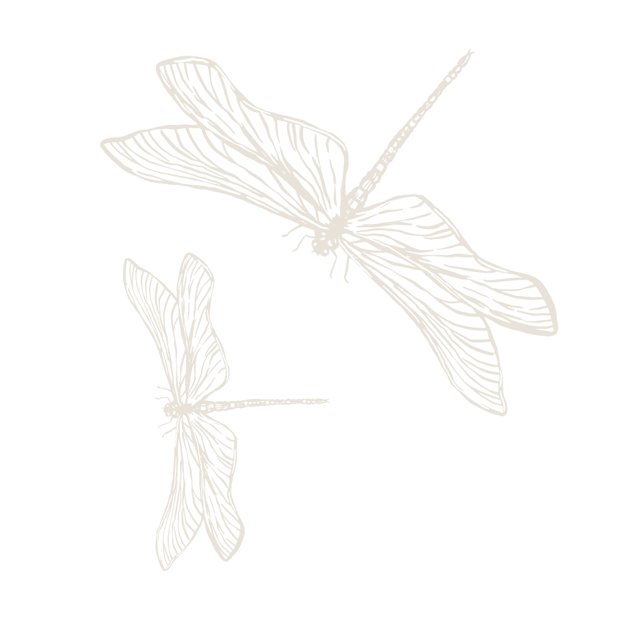 Line drawing of two dragonflies on a black background.