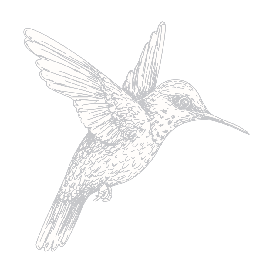 Illustration of a hummingbird with spread wings flying to the right.