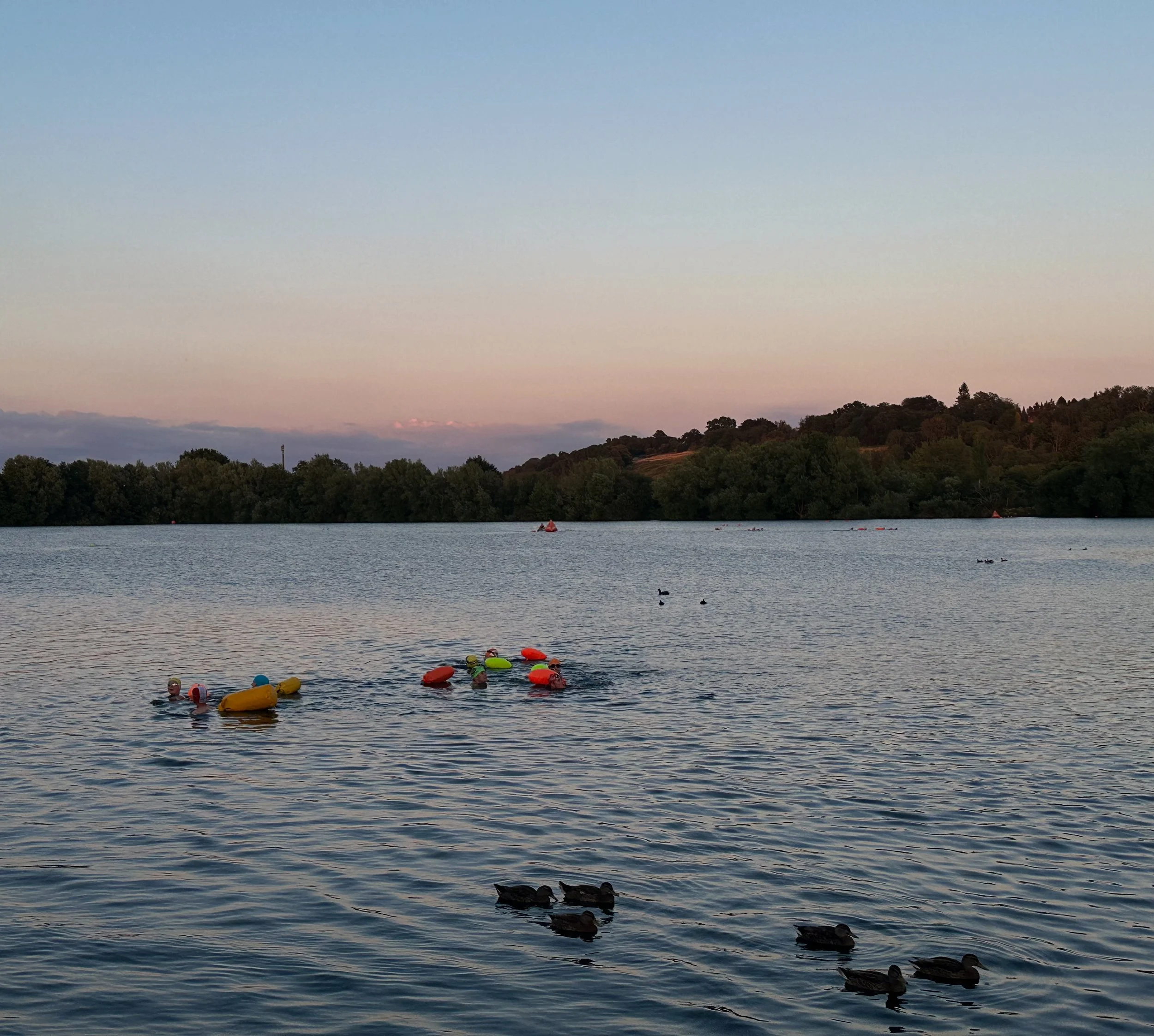 People swimming in a lake with flotation devices and ducks swimming nearby, surrounded by trees and hills under a pastel-colored sky.
