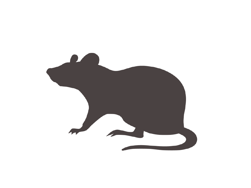 Rat Animal Model Autism