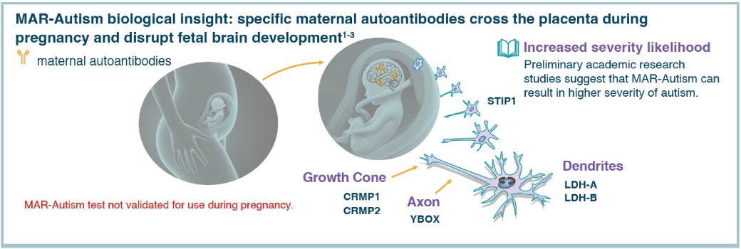 Maternal Autoantibodies Biological Mechanism