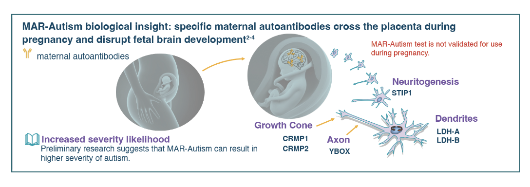 MAR-Autism Biological Pathway