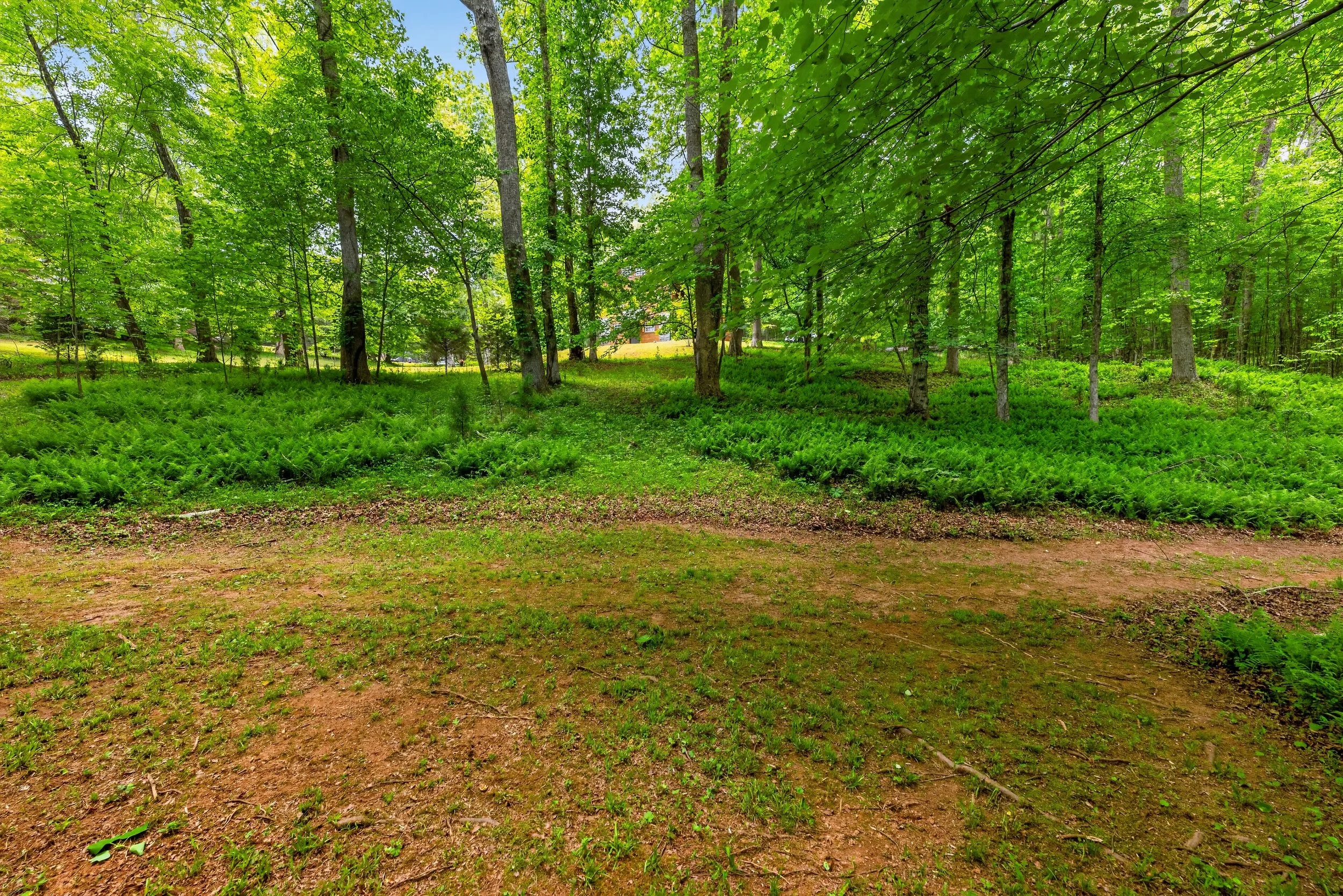 Green woodland scene with tall trees, green foliage, grass, and a dirt path or cleared area on the ground, with a house partially visible through the trees in the background.