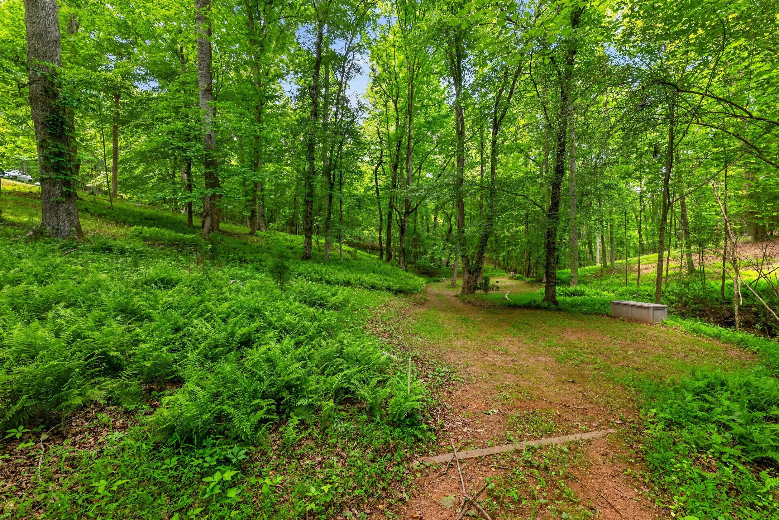 A wooded trail through a lush green forest with ferns and tall trees, and a small gravel path leading into the distance.