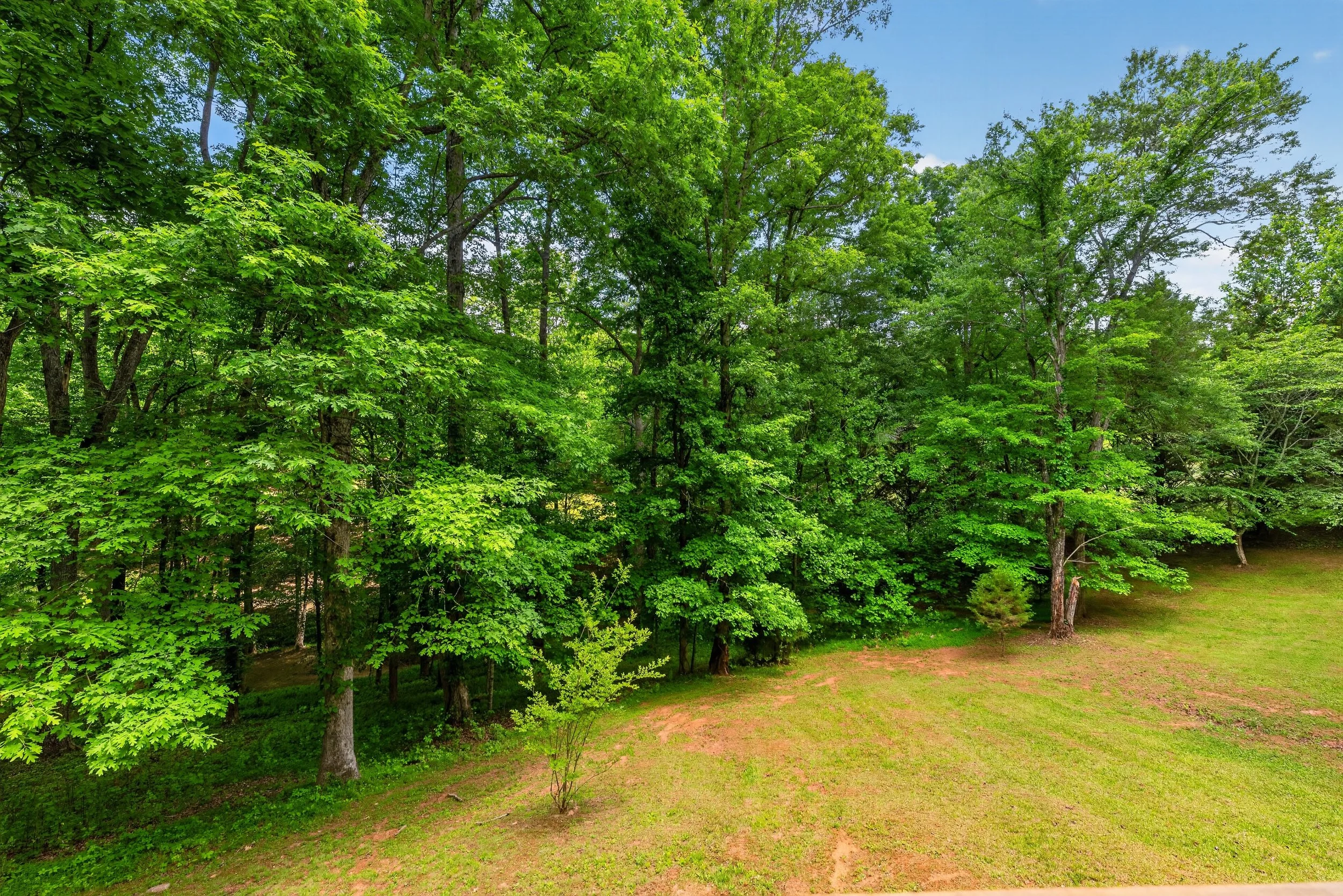 A lush green forest with tall trees and a grassy clearing in the foreground, under a bright blue sky with some clouds.