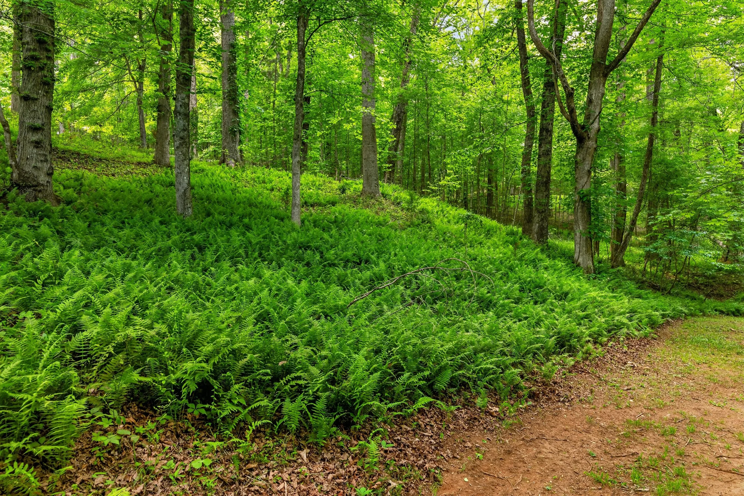 A lush green forest with tall trees, dense foliage, and a narrow dirt path winding through the underbrush.