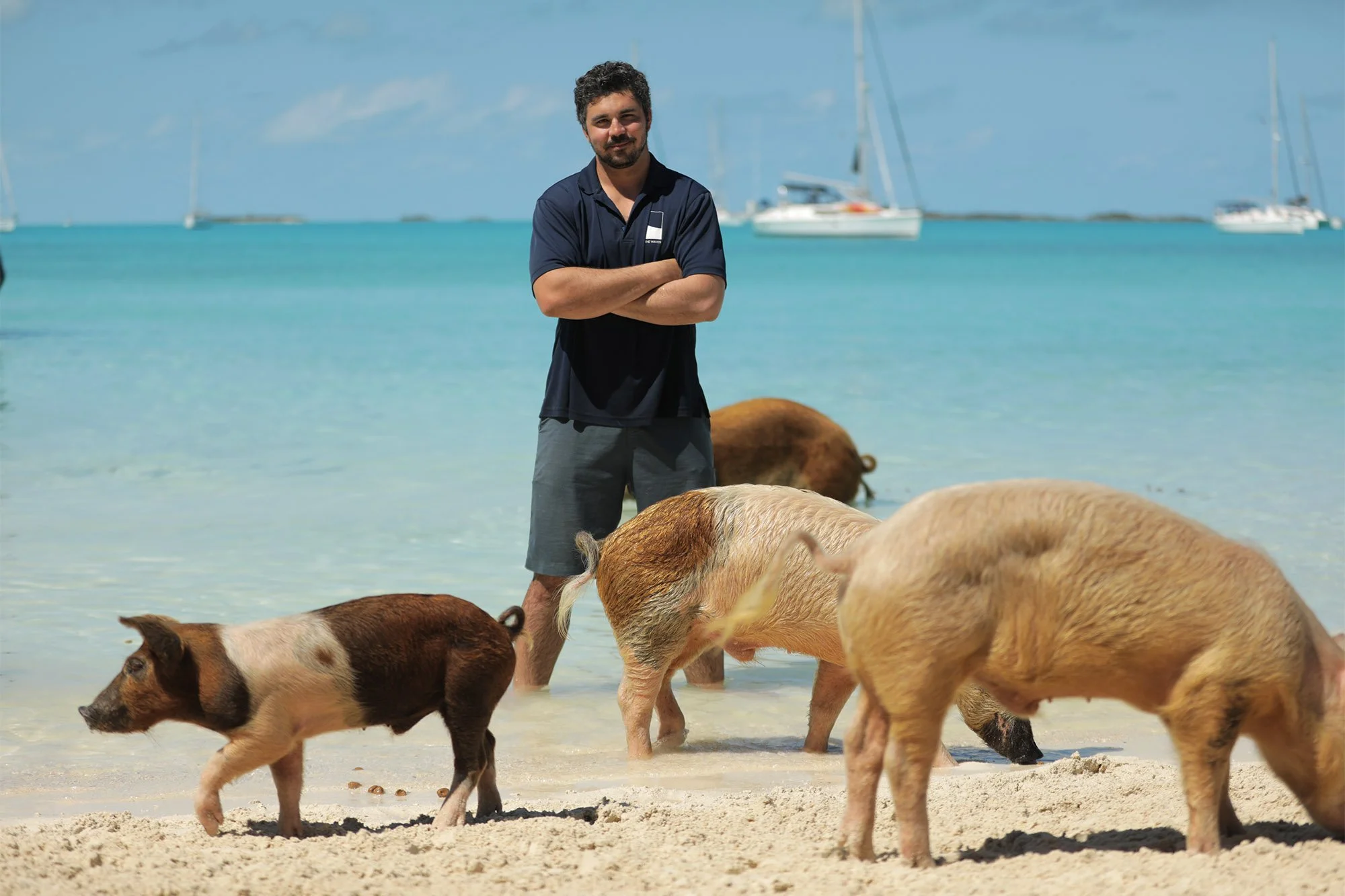 Shark Week - Pig vs Shark (2022).jpg