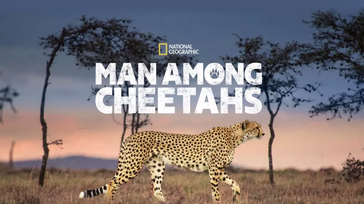 Man Among Cheetahs (2026).webp
