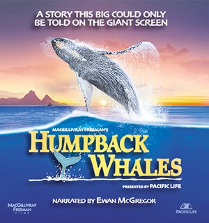 Humpback Whales (2015).jpg