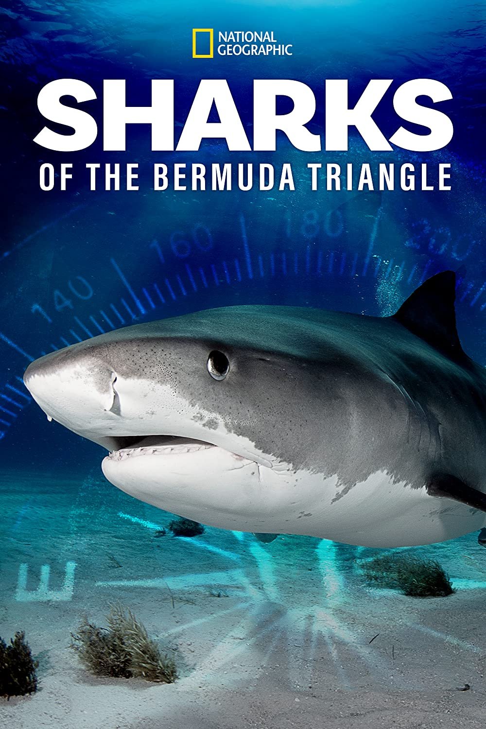 Sharks Of The Bermuda Triangle (2020).jpg