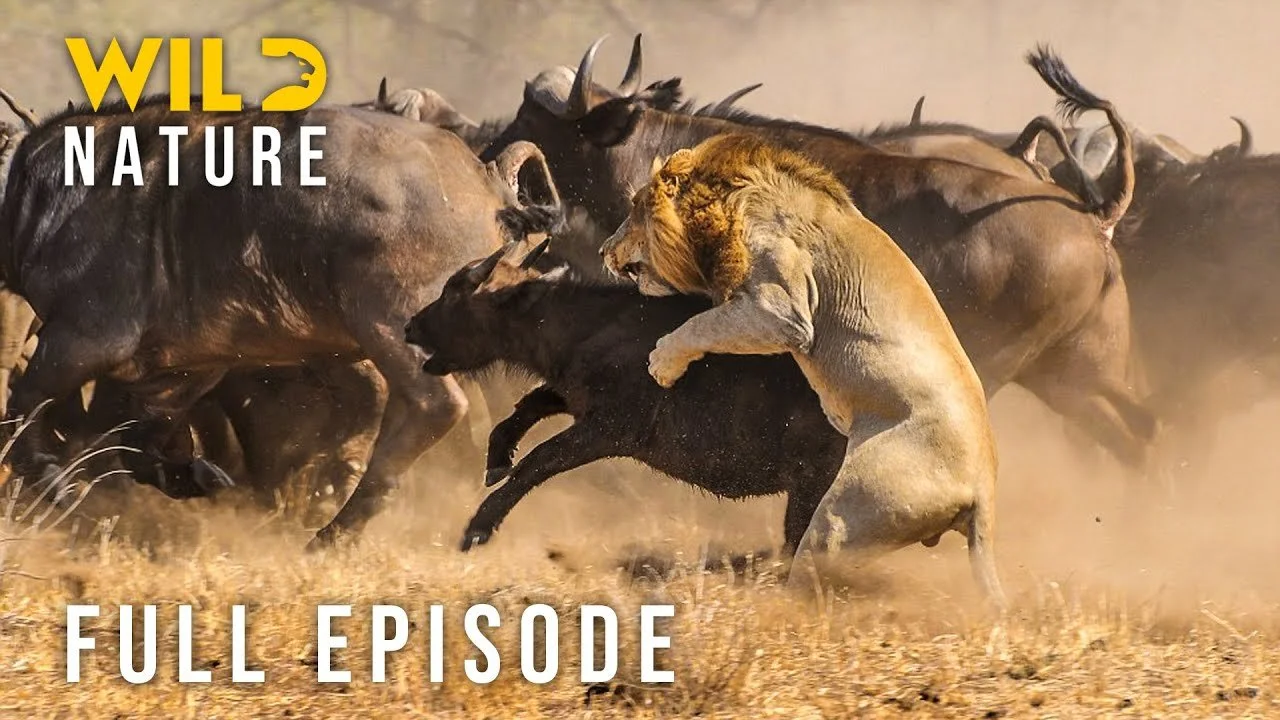 WILD SAVANNA - Apex Predators vs Baby Animals (2026).jpg