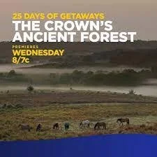 The Crown's Ancient Forest (2023).jpg