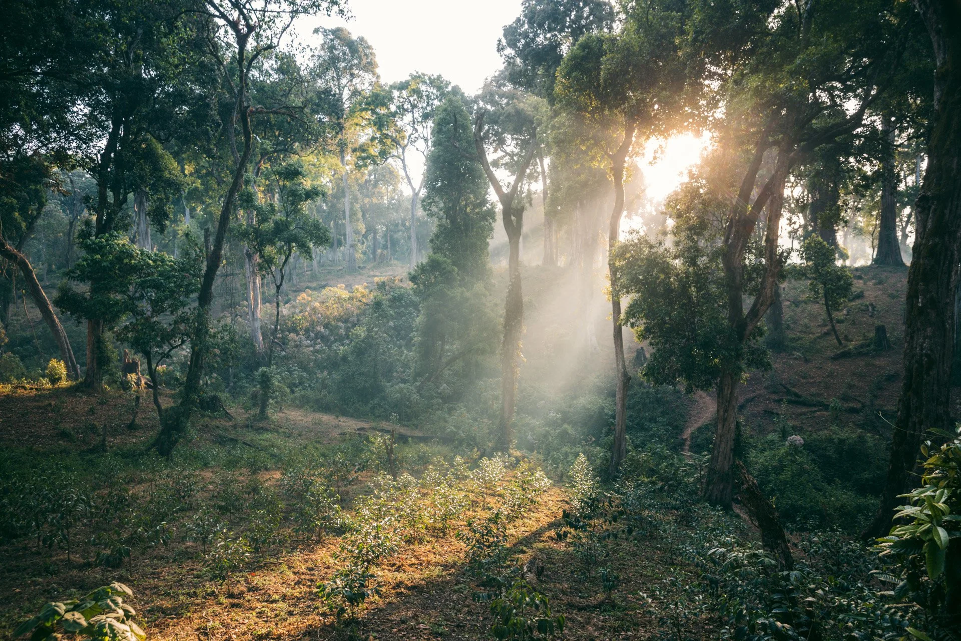 Shade Grown Coffee (2020).jpg