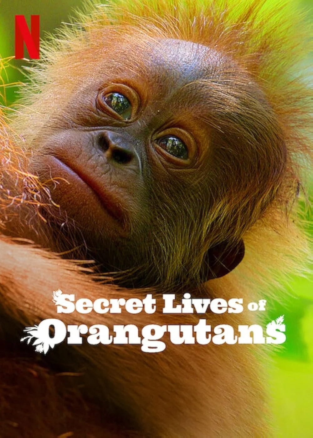 Secret Lives Of Orangutans (2024).jpg