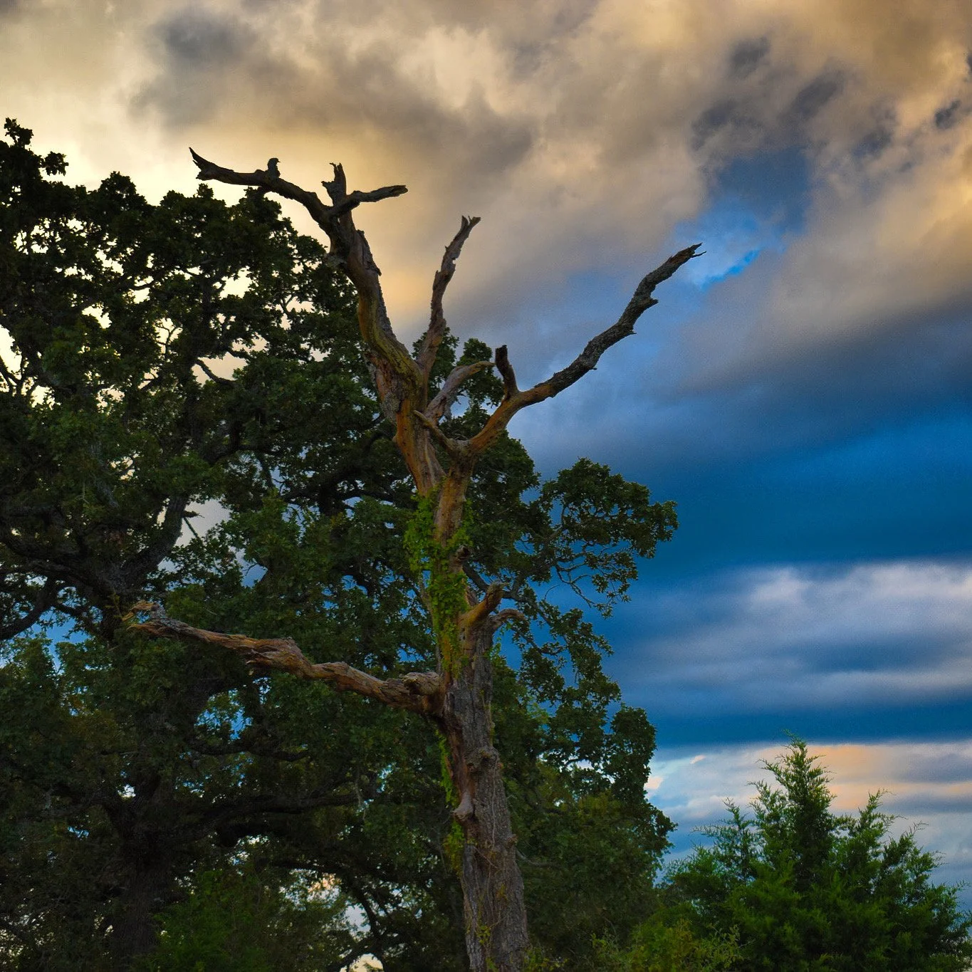 A leafless, dead tree with twisted branches stands behind a green leafy tree against a cloudy sky at dusk.