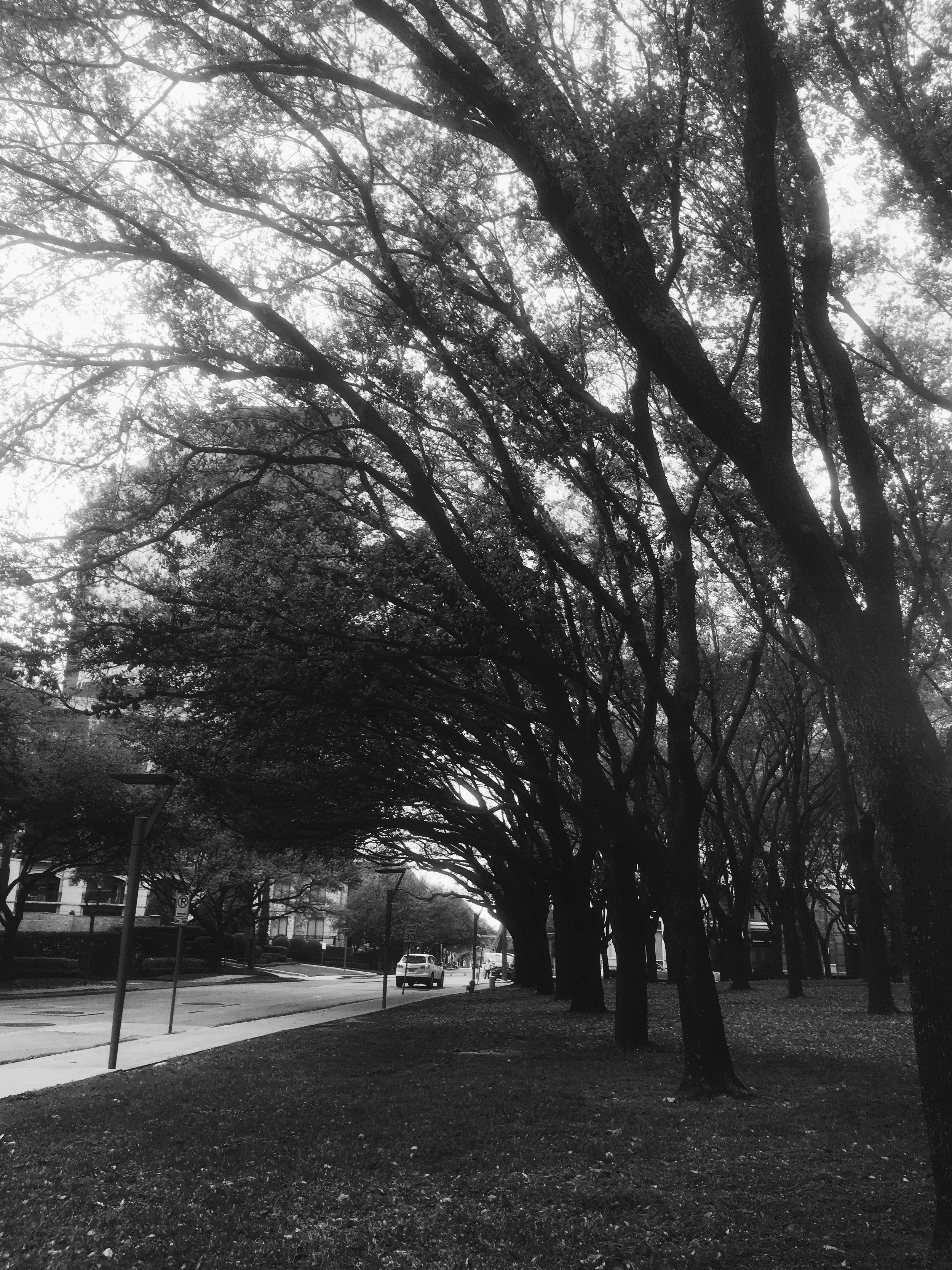Black and white photo of a sidewalk lined with large, sprawling trees whose branches arch overhead, creating a canopy, with some cars and a building visible in the background.