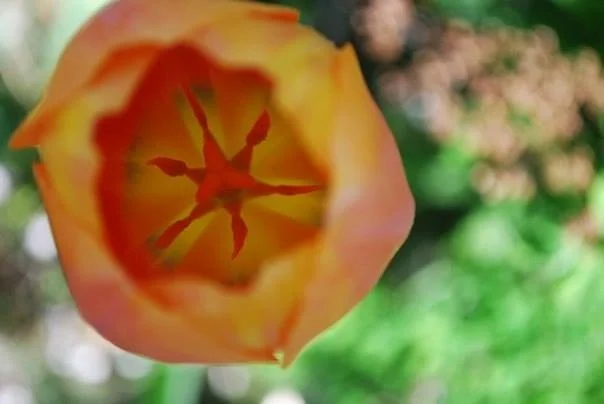 Individual Counselling