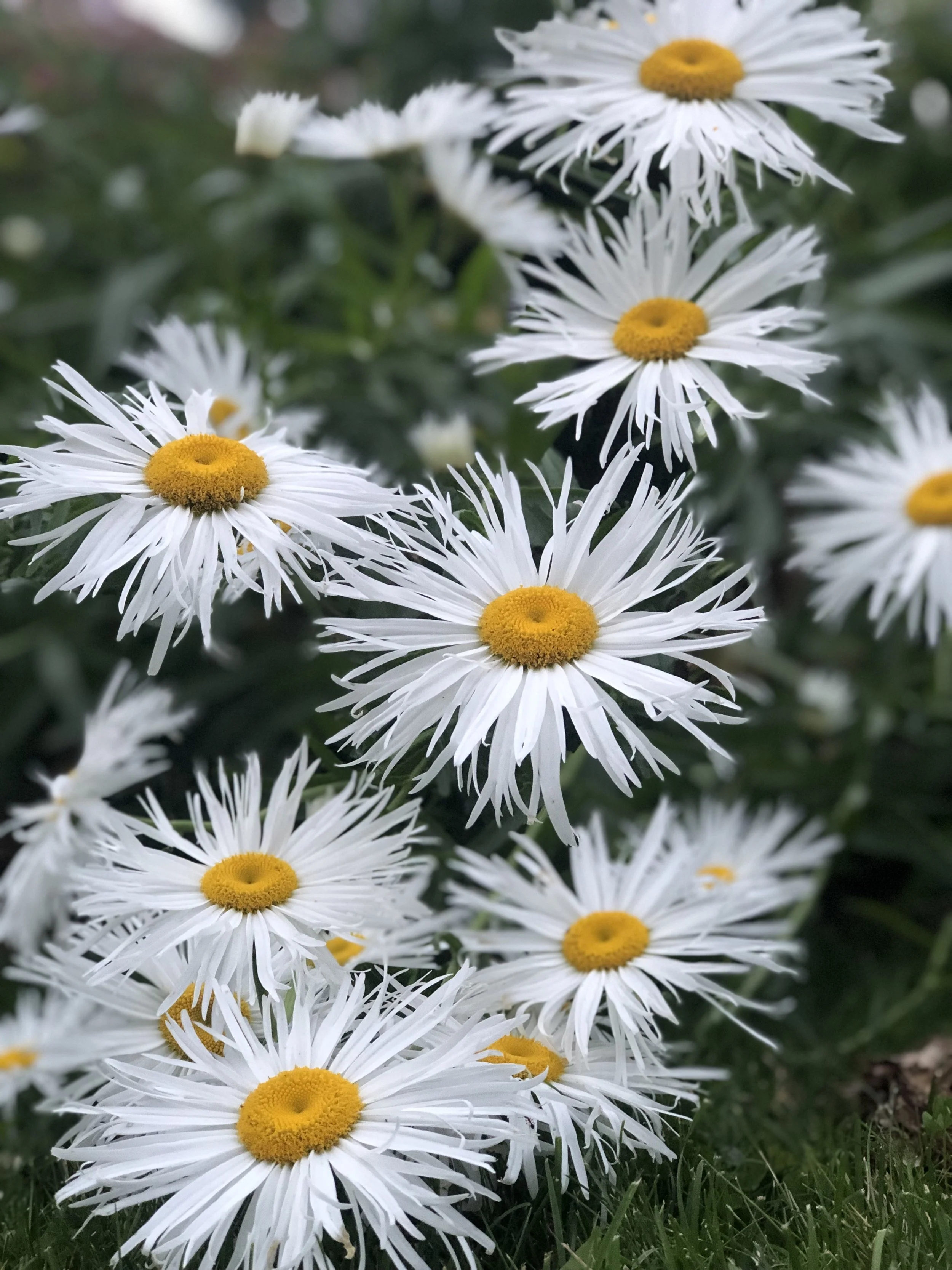Cluster of white daisies with yellow centers on green grass.