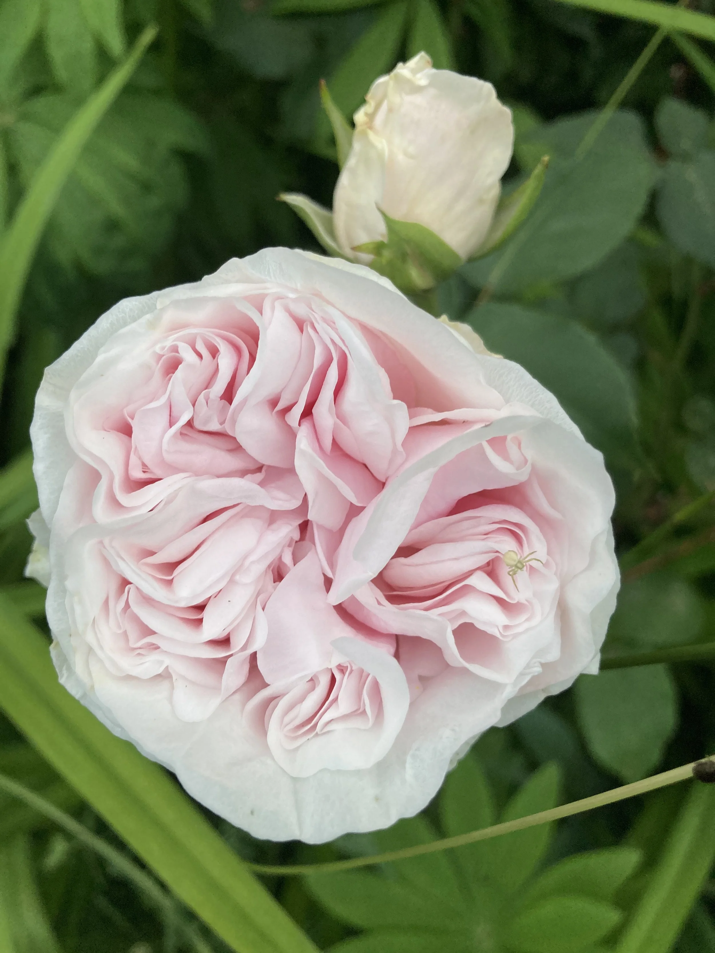 Close-up of a light pink, ruffled rose with a smaller rosebud above it, surrounded by green leaves.