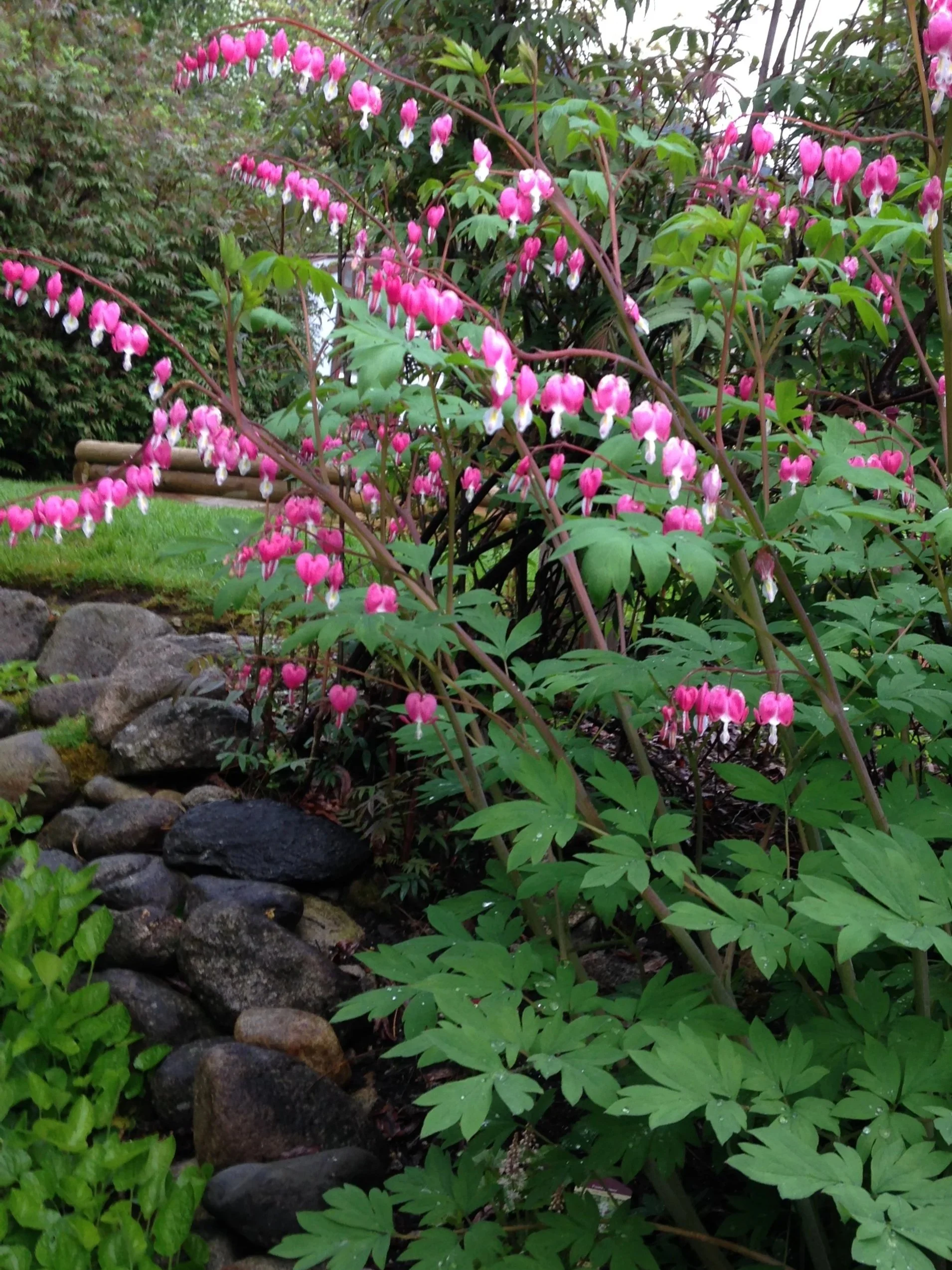 Pink bleeding heart flowers growing in a garden with rocks and green foliage.