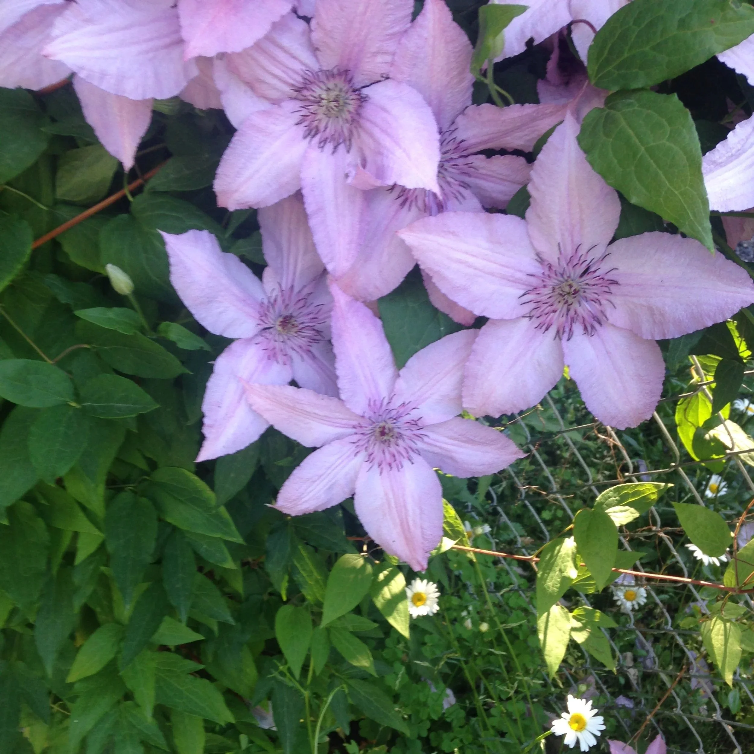 Light purple clematis flowers with five petals and dark purple stamen, surrounded by green leaves and small white daisies with yellow centers.