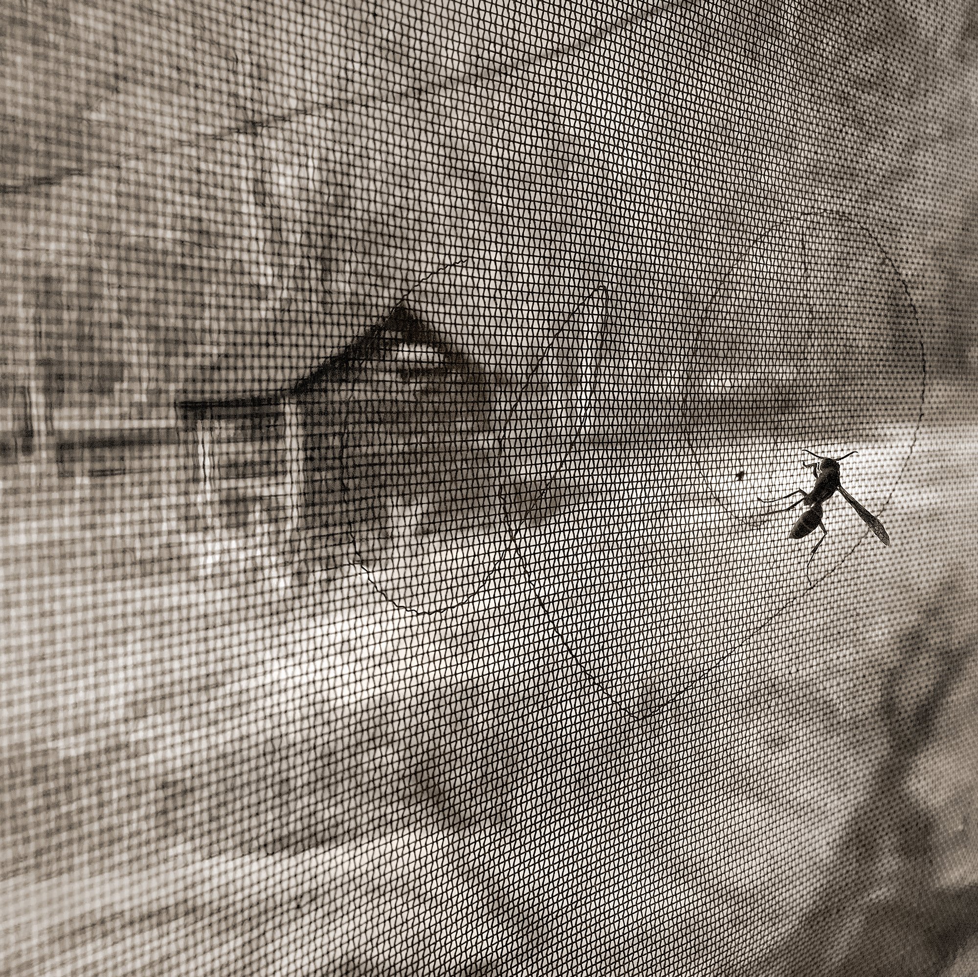 Wasp_Inside.jpg
