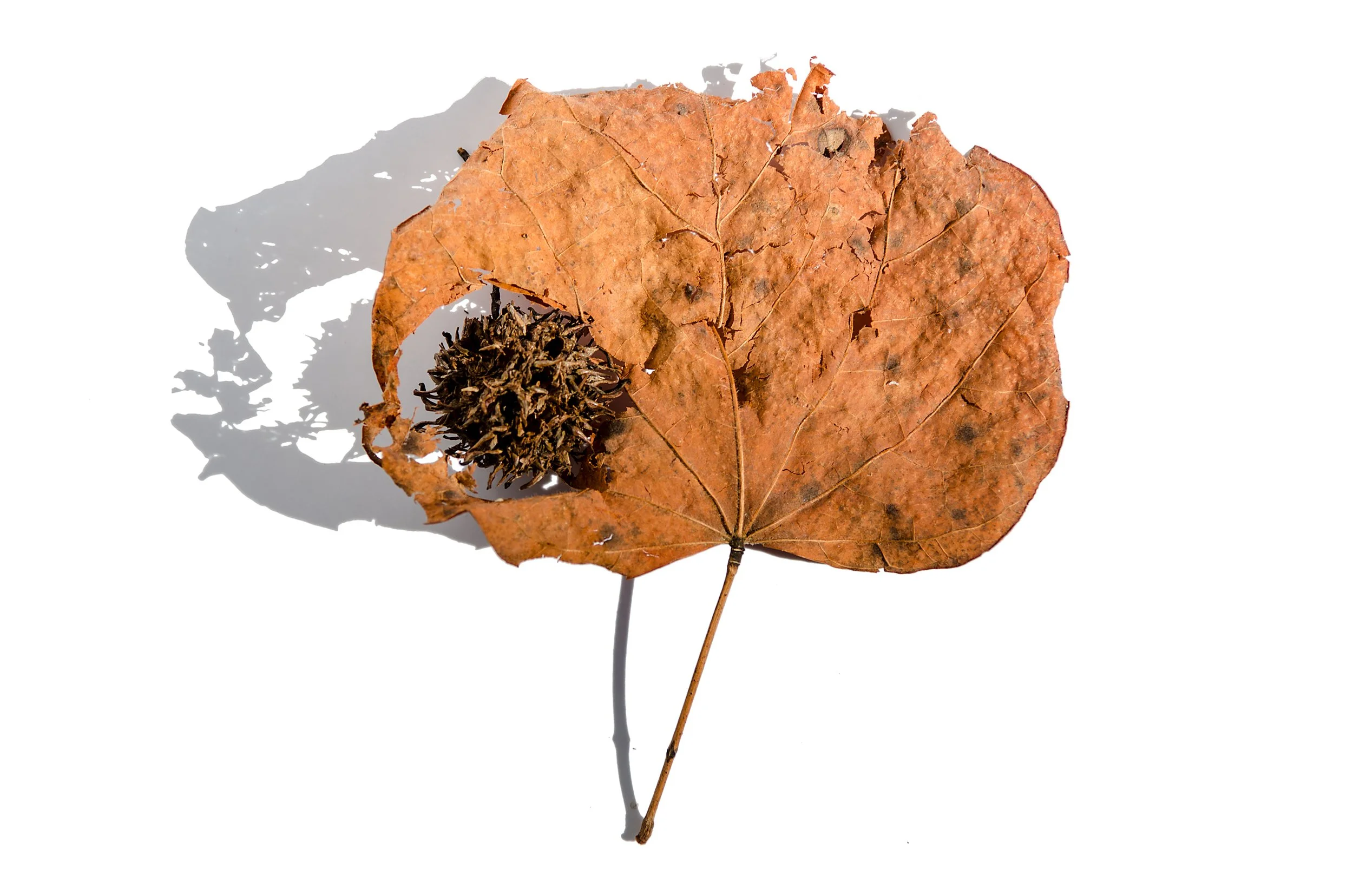 Fallen_15.jpg