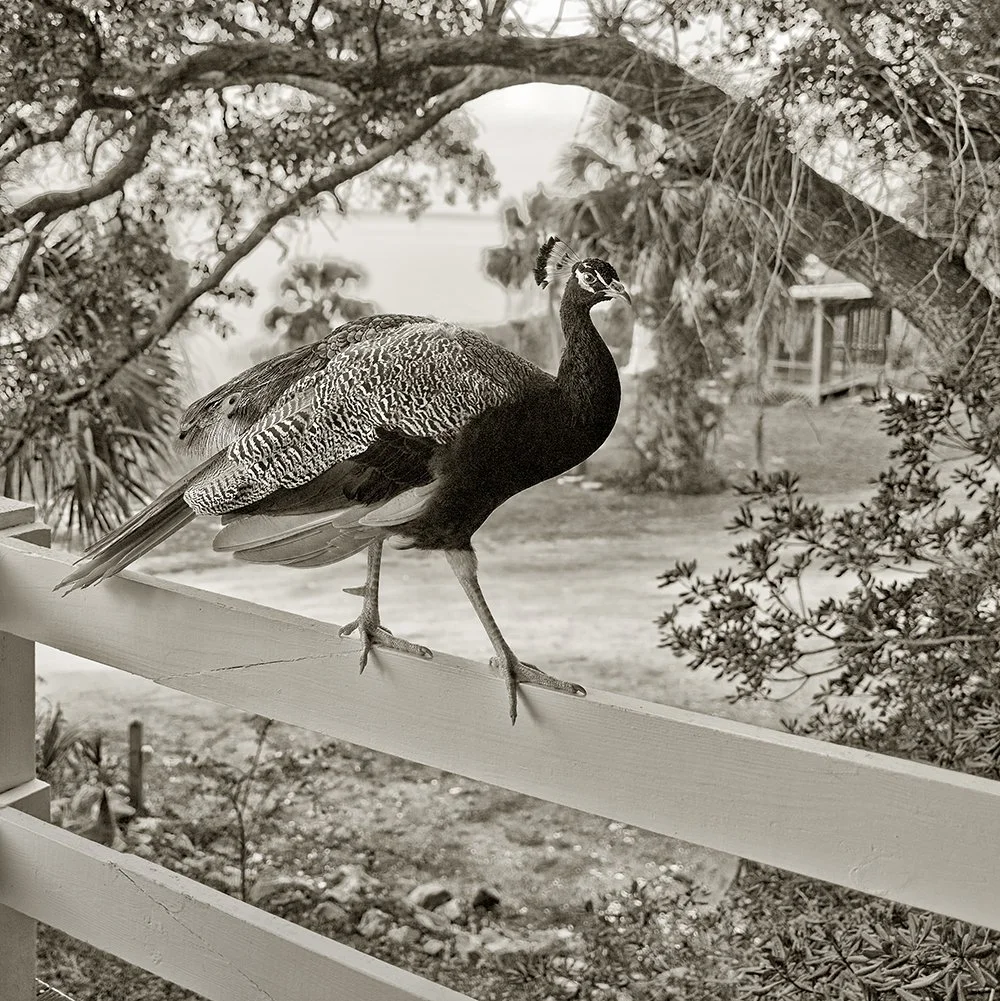 Peahen-Sportsmans Lodge-East Point-Florida.jpg