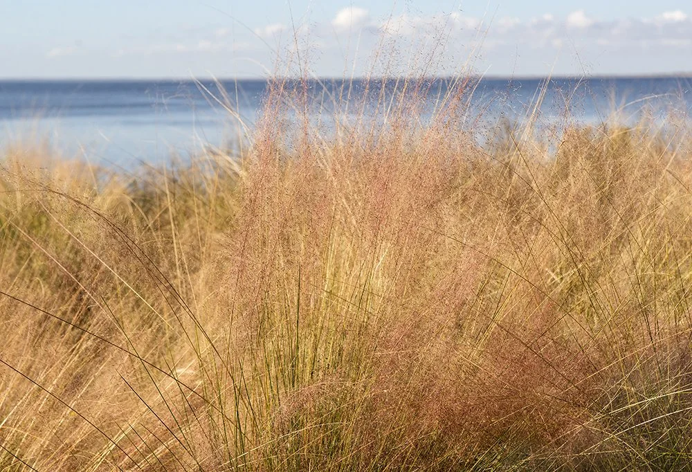 Winter Grass_Bay.jpg