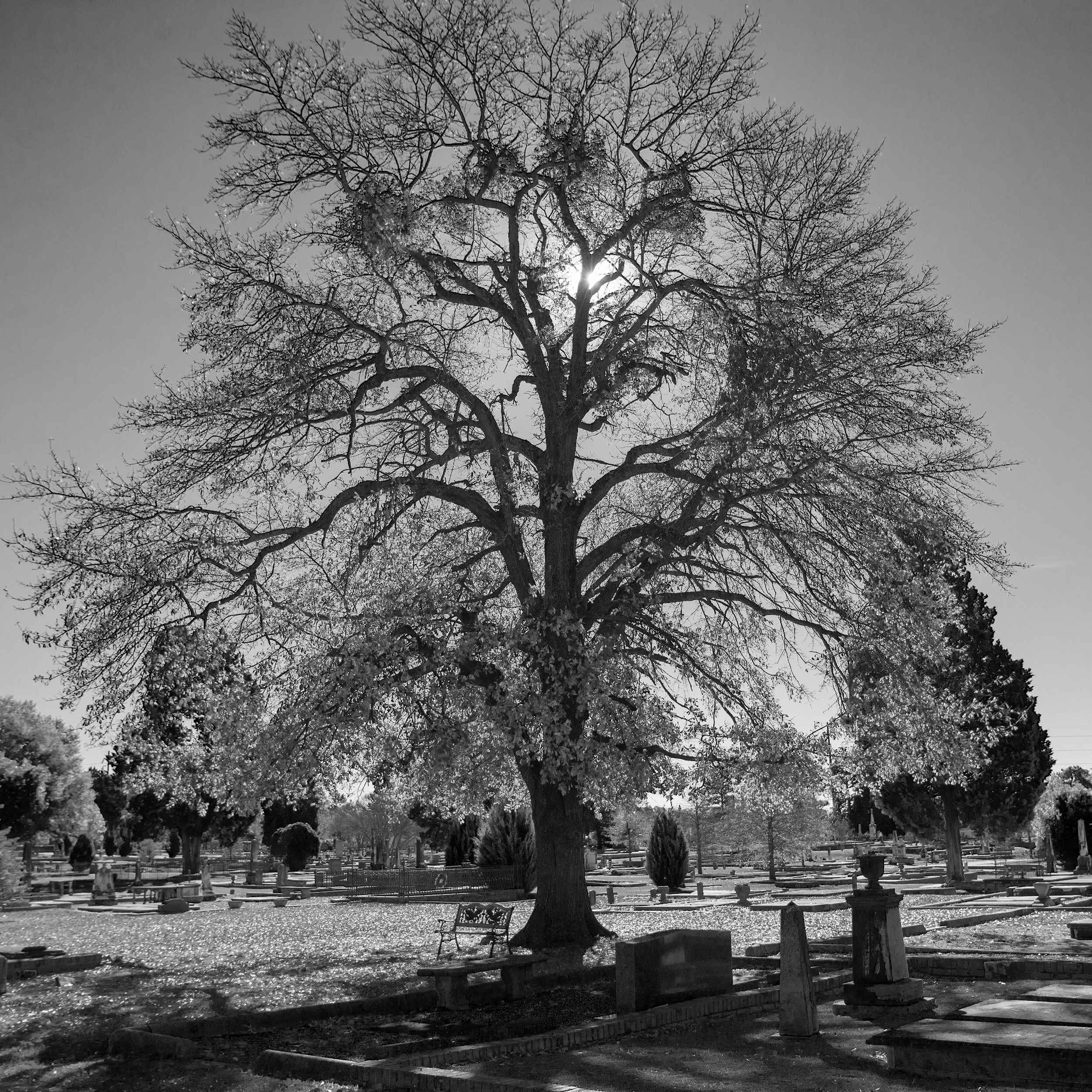 DSC_2206.jpg